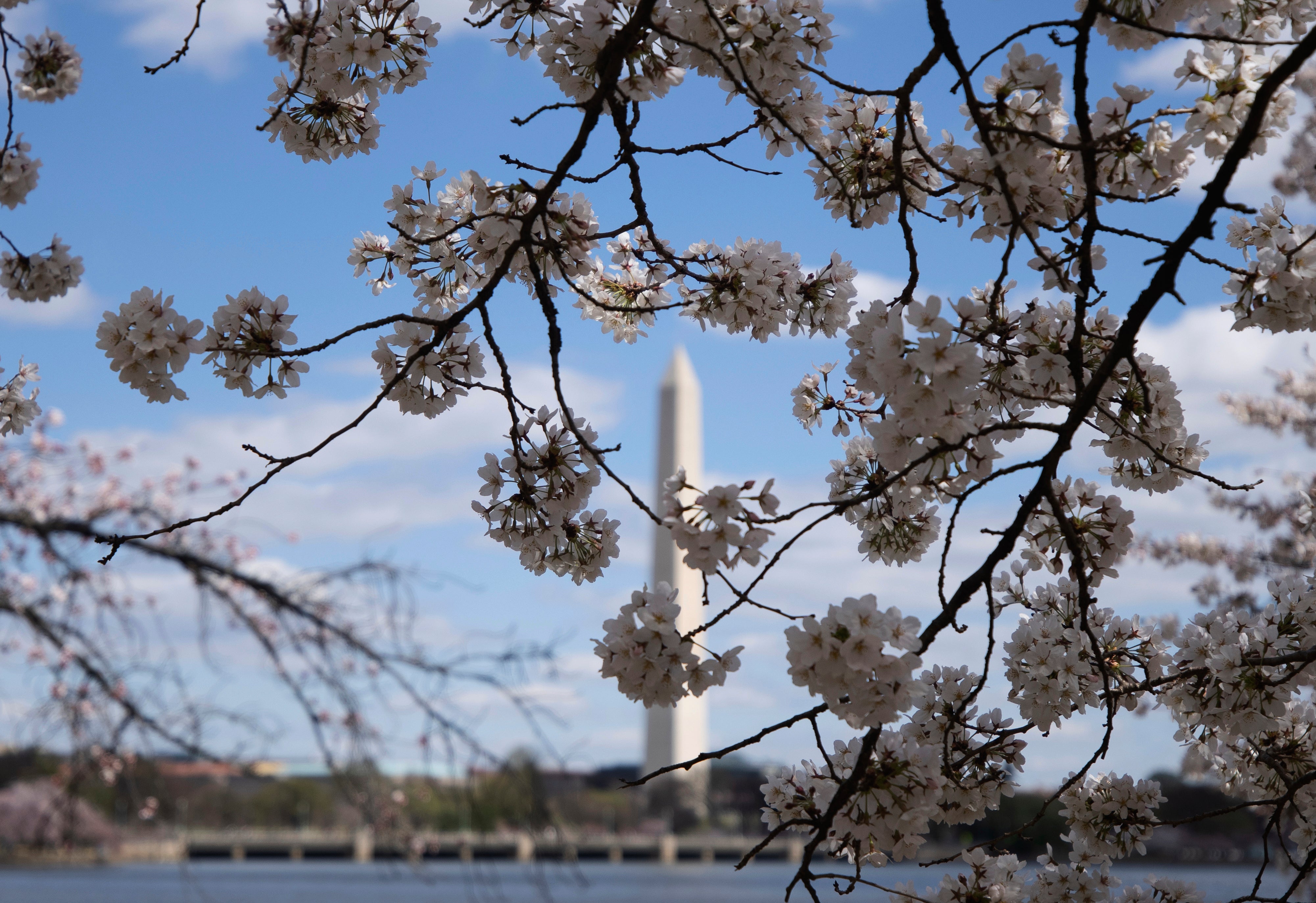 Washington Cherry Blossoms