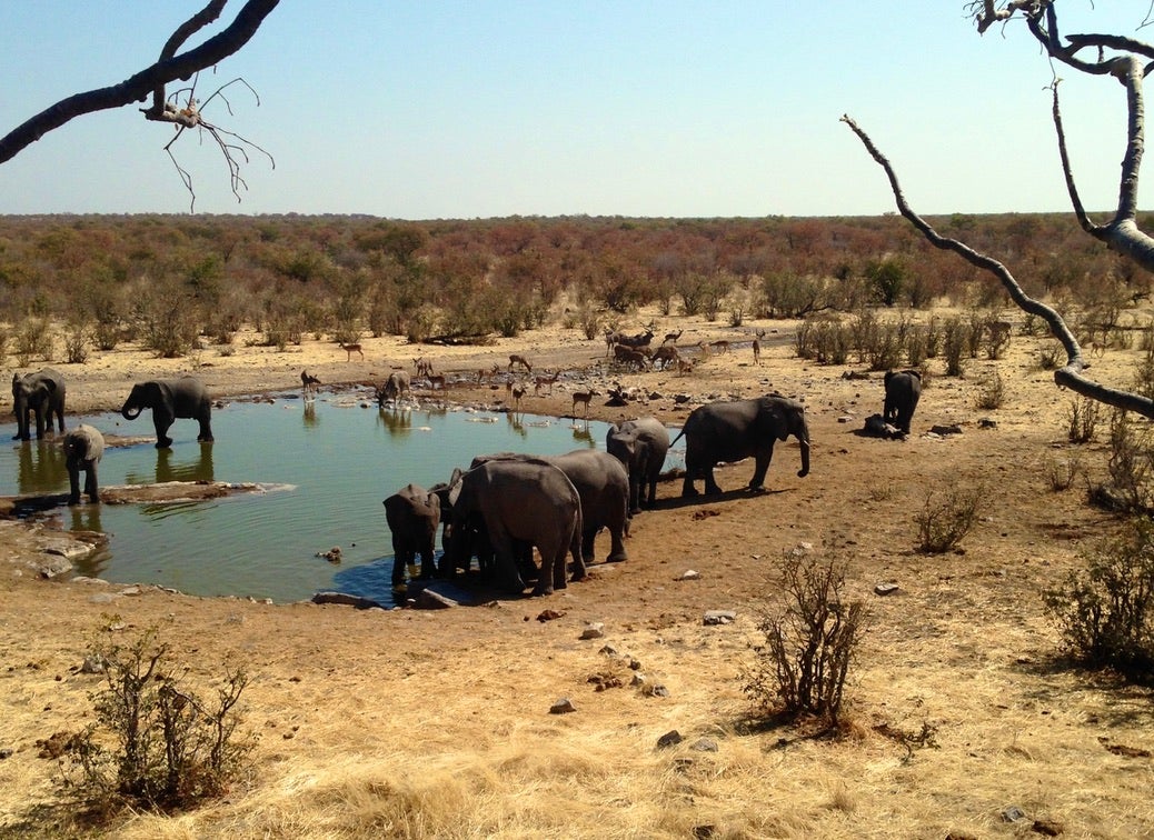 Creature comforts: Elephants gathering in Etosha National Park in Namibia