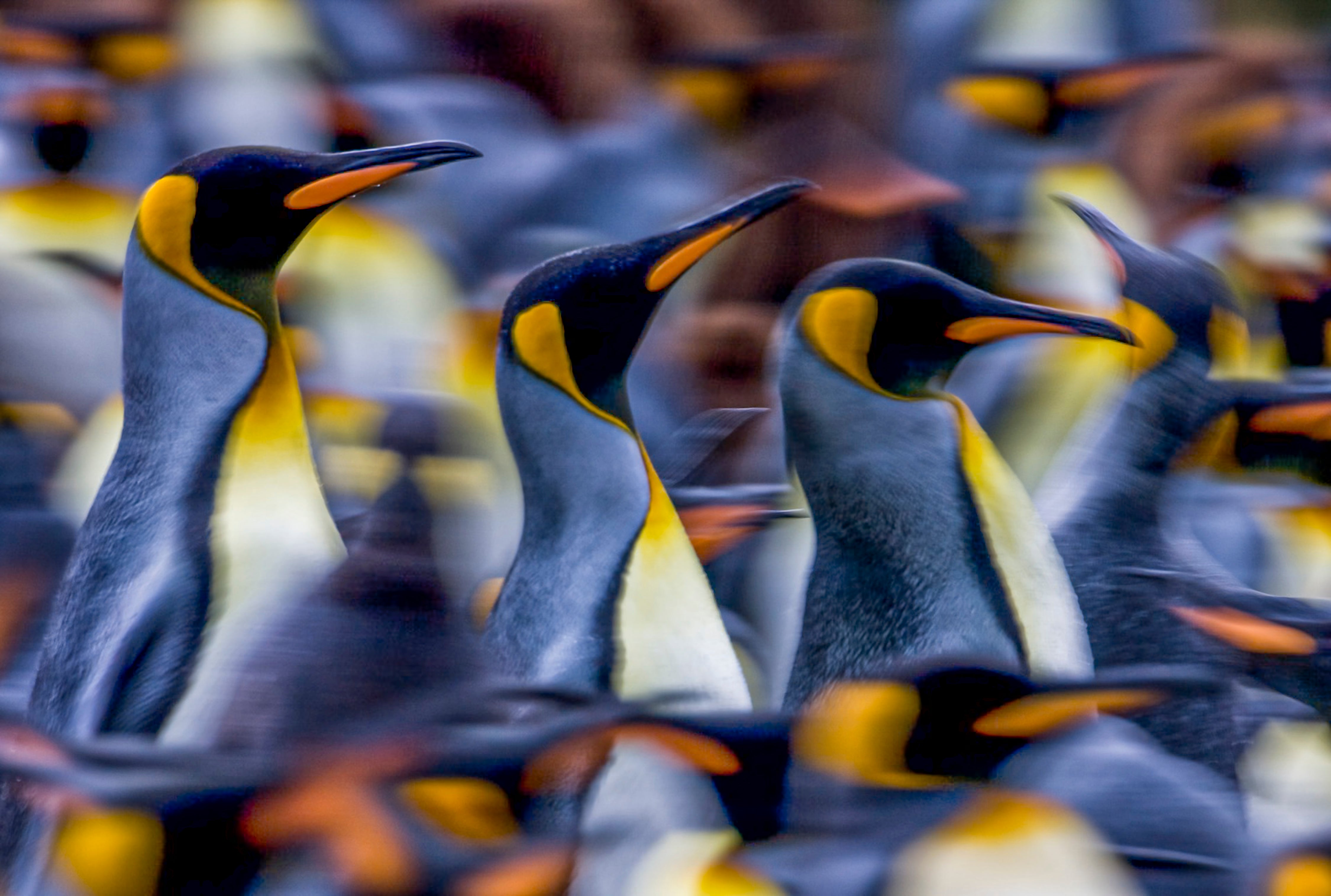 Three kings, amid a multitude of other penguins on South Georgia