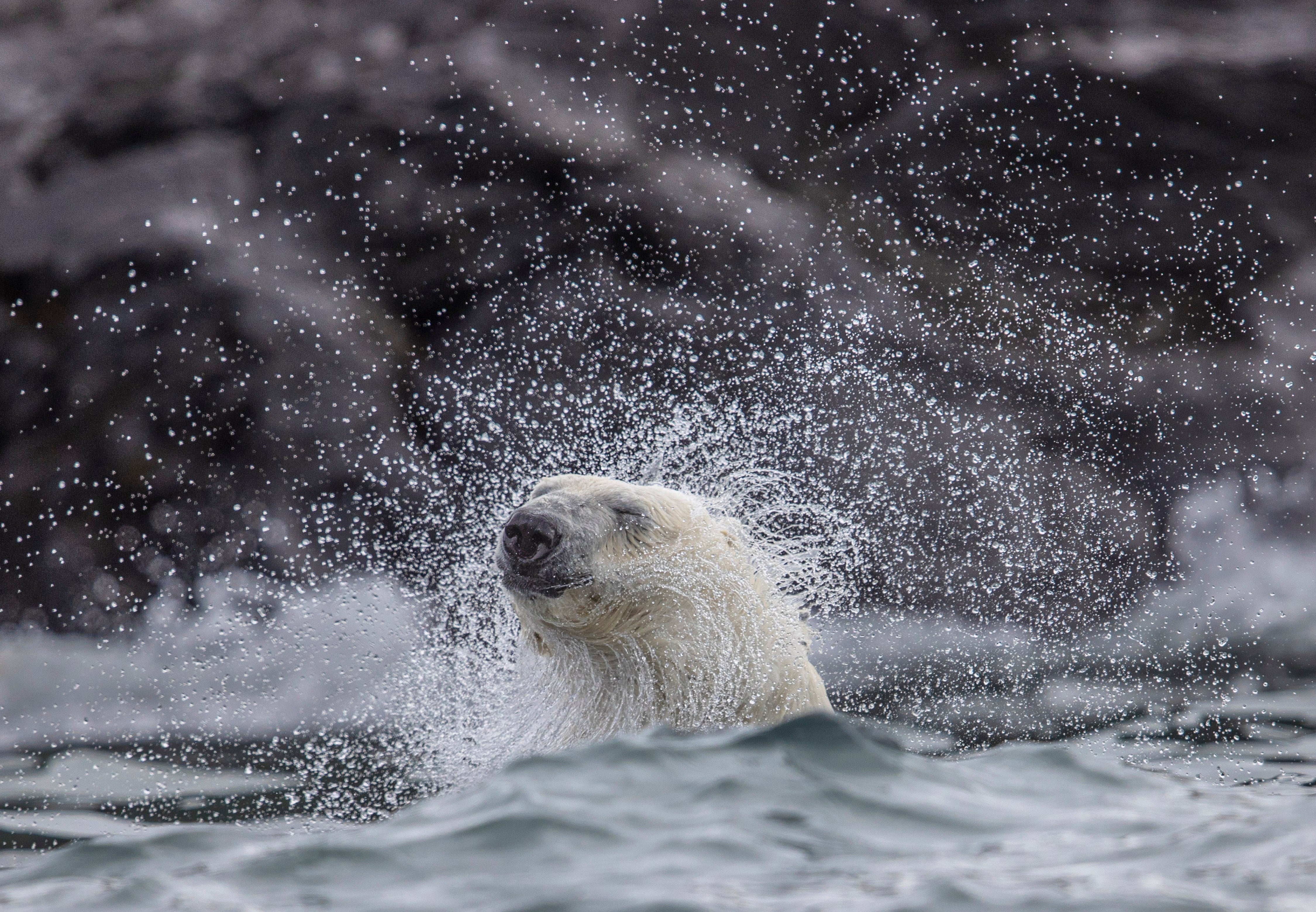 Northern heights: a polar bear in Svalbard