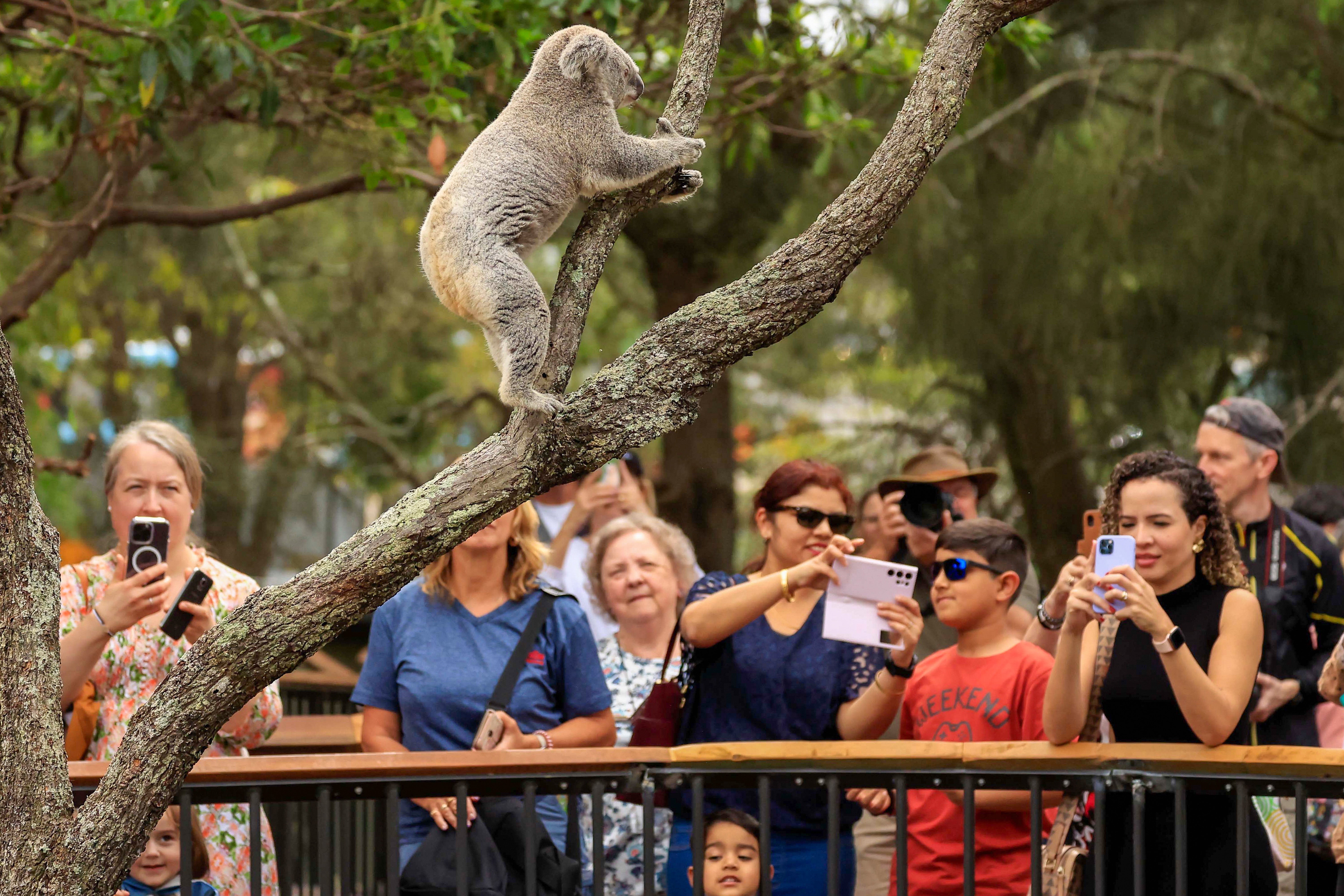 A koala at a zoo in Sydney, Australia on 6 April 2023