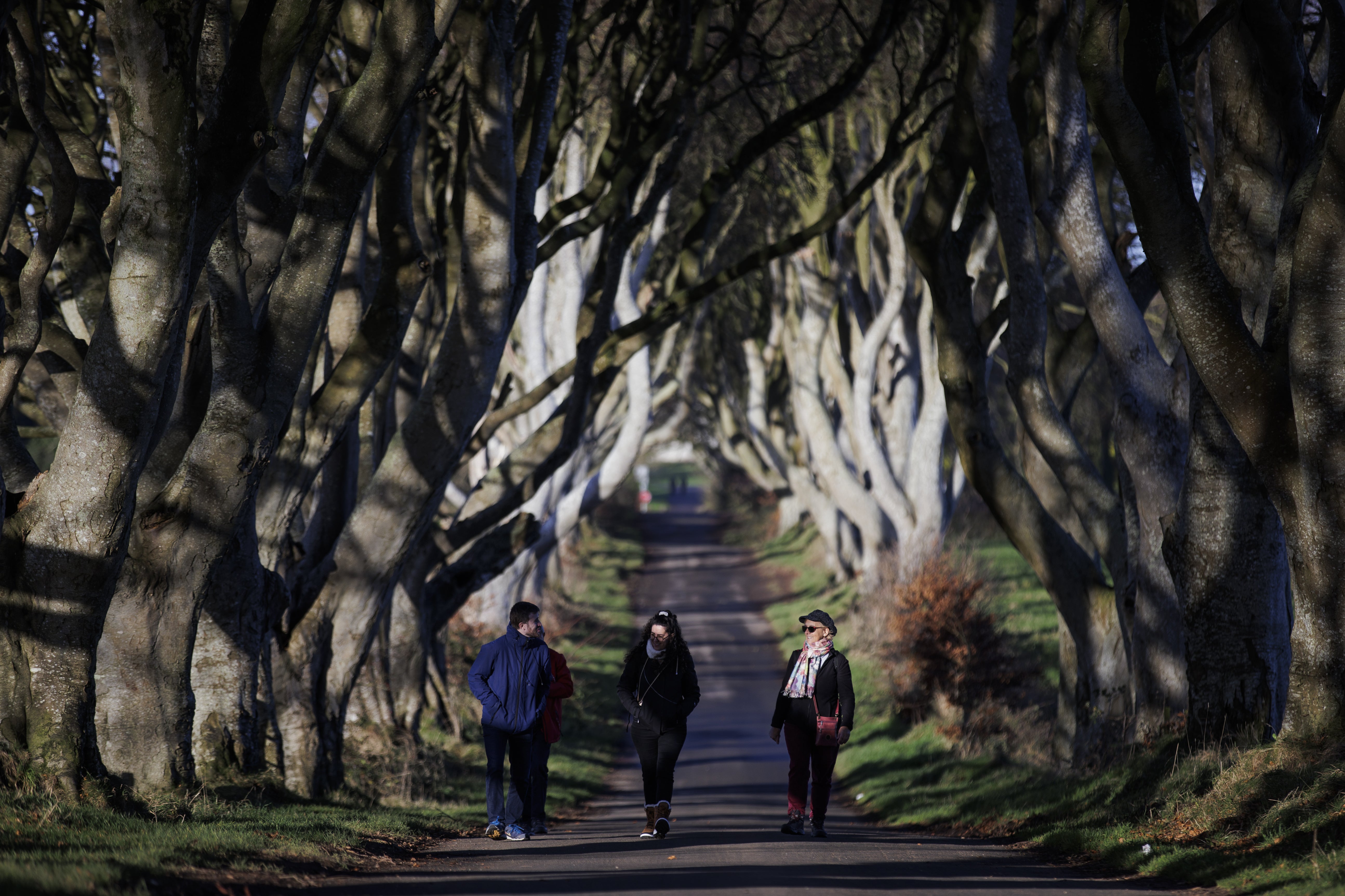 The Dark Hedges trees have become a major tourist attraction following Game of Thrones