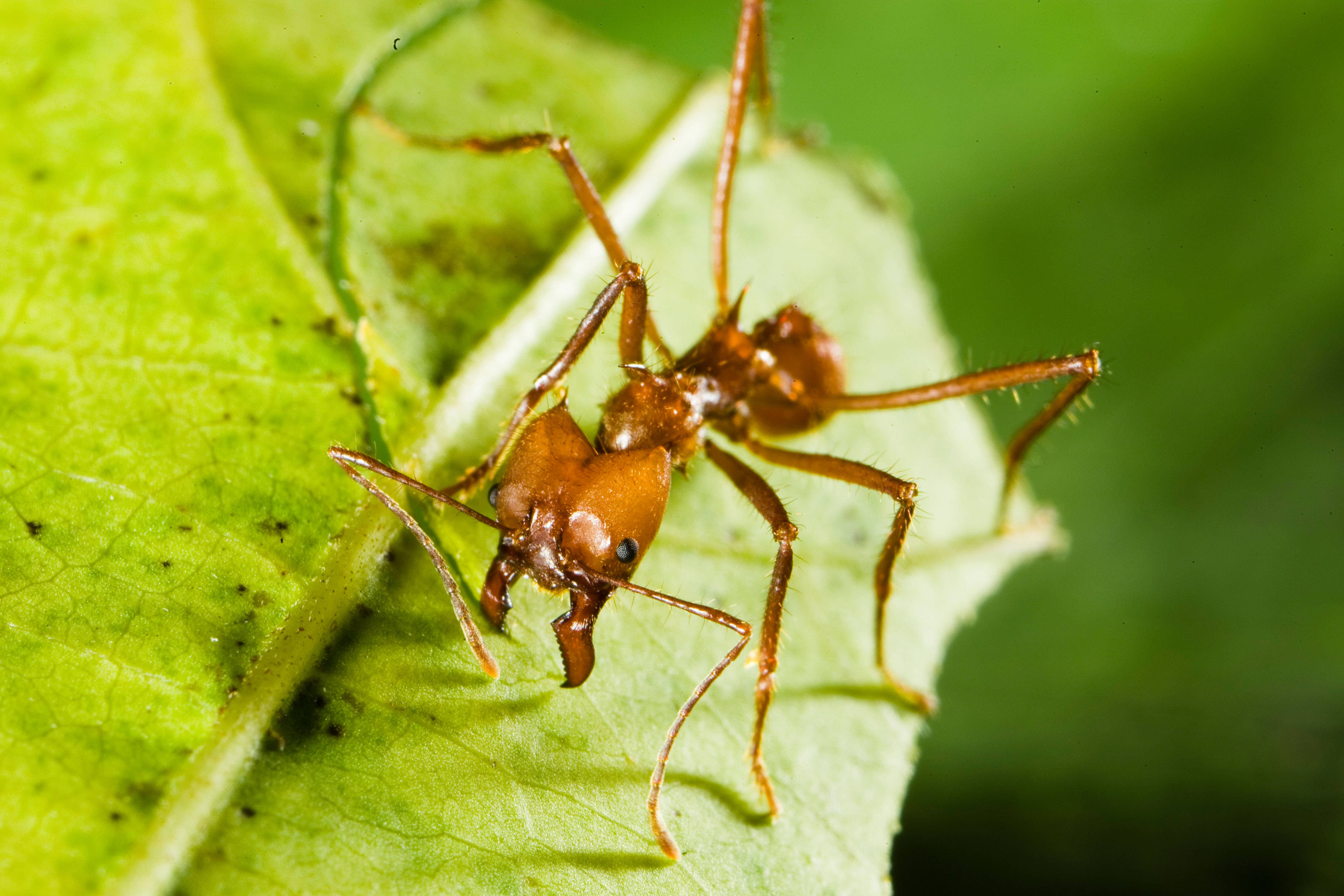 The robotic gripper is inspired by the strength and efficiency of the mouths of ants (Alamy/PA)