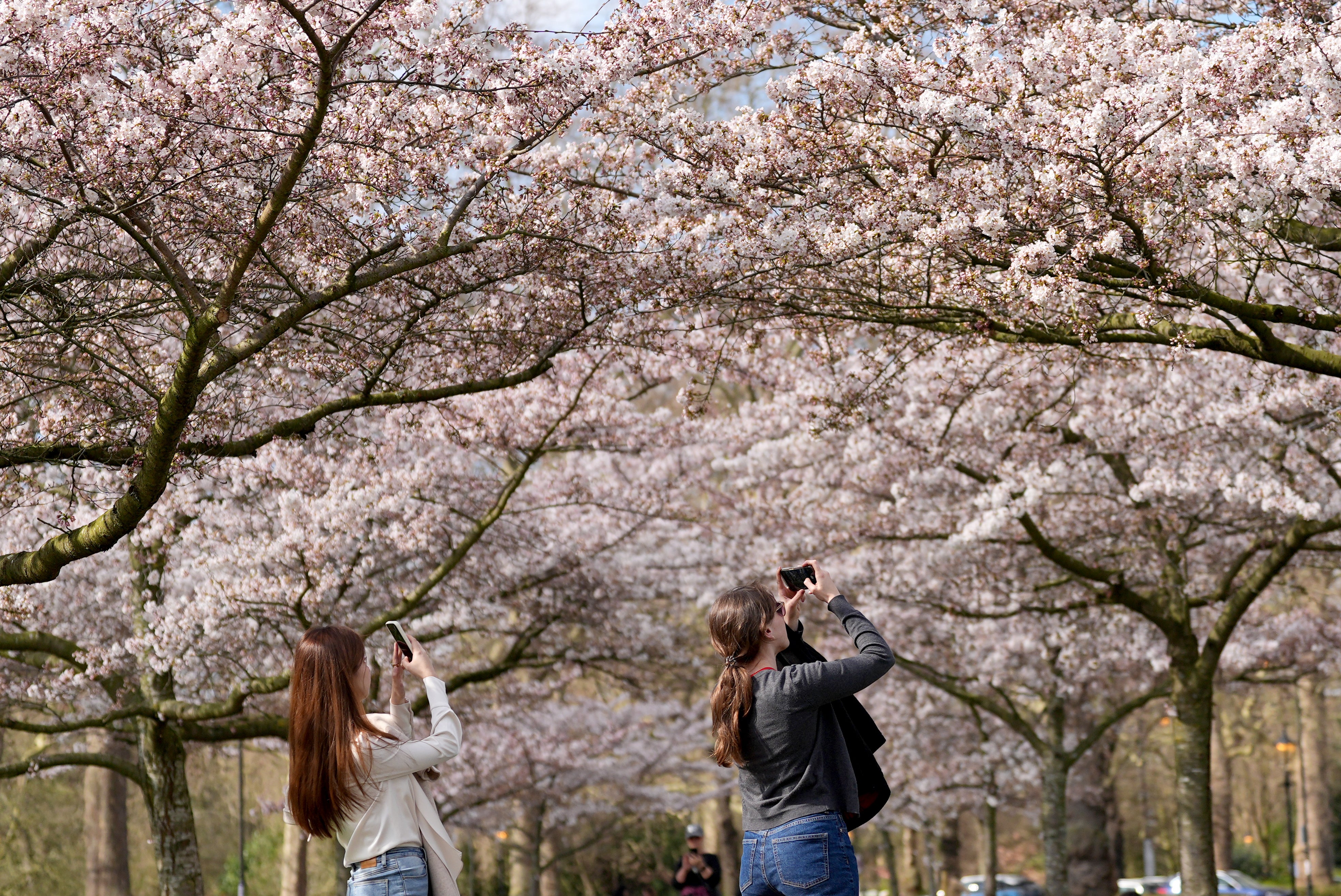 Parts of the UK are set to be hotter than Athens this week as temperatures soar. Pictured: Cherry blossom in London