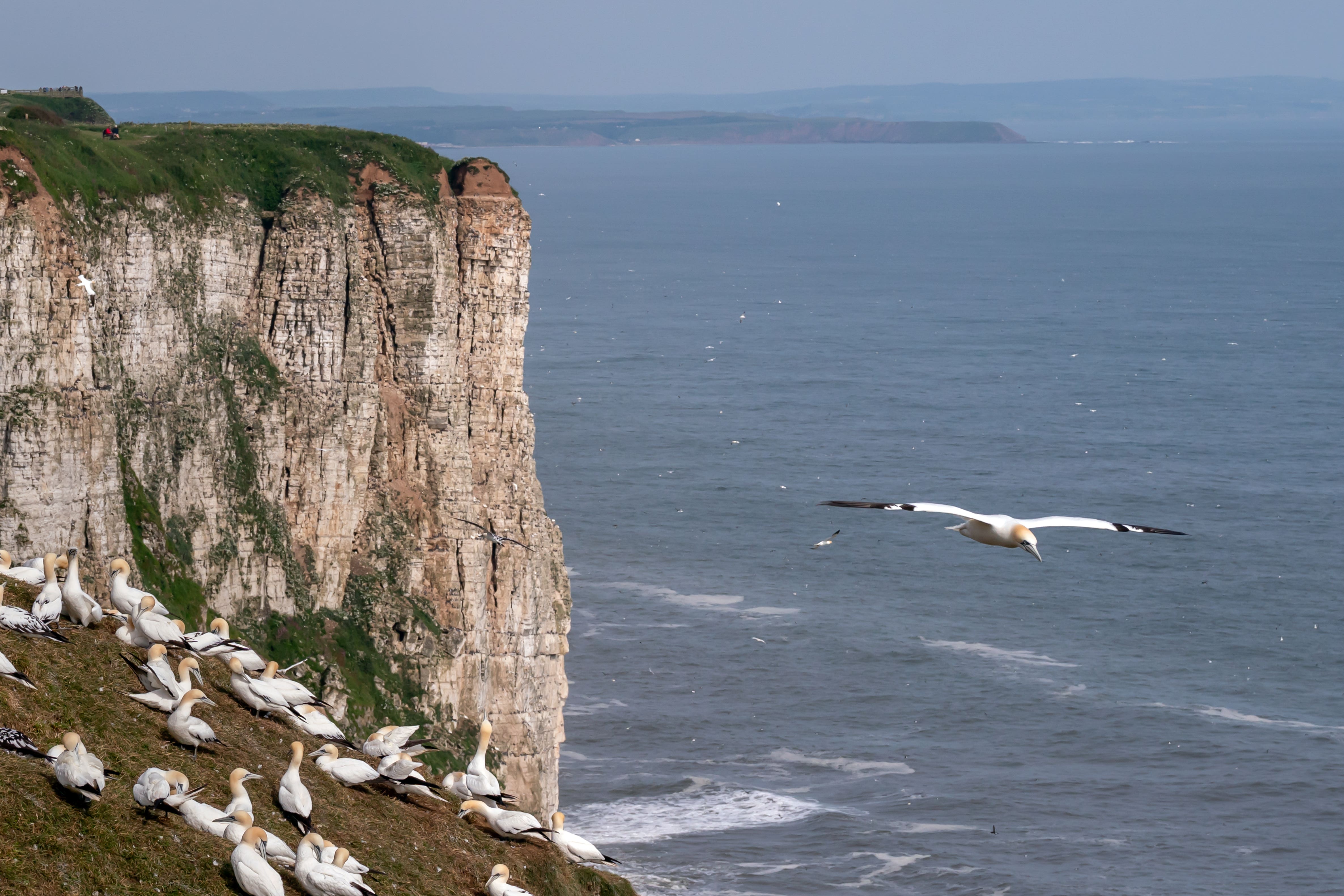 A new technique for predicting where seabirds fly and forage around colonies could transform offshore windfarm planning, scientists have announced (Danny Lawson/PA)