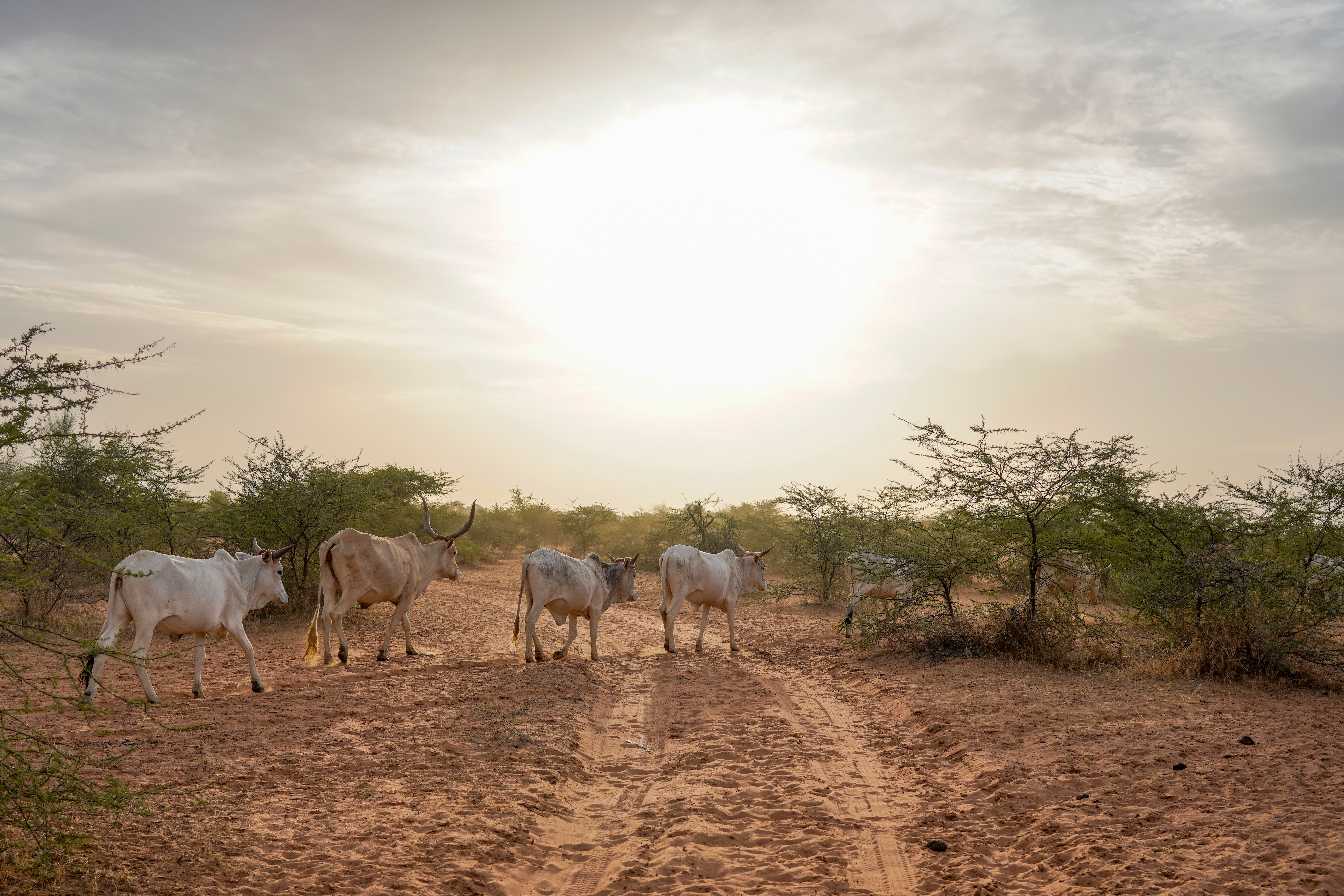 Senegal Land Dispute