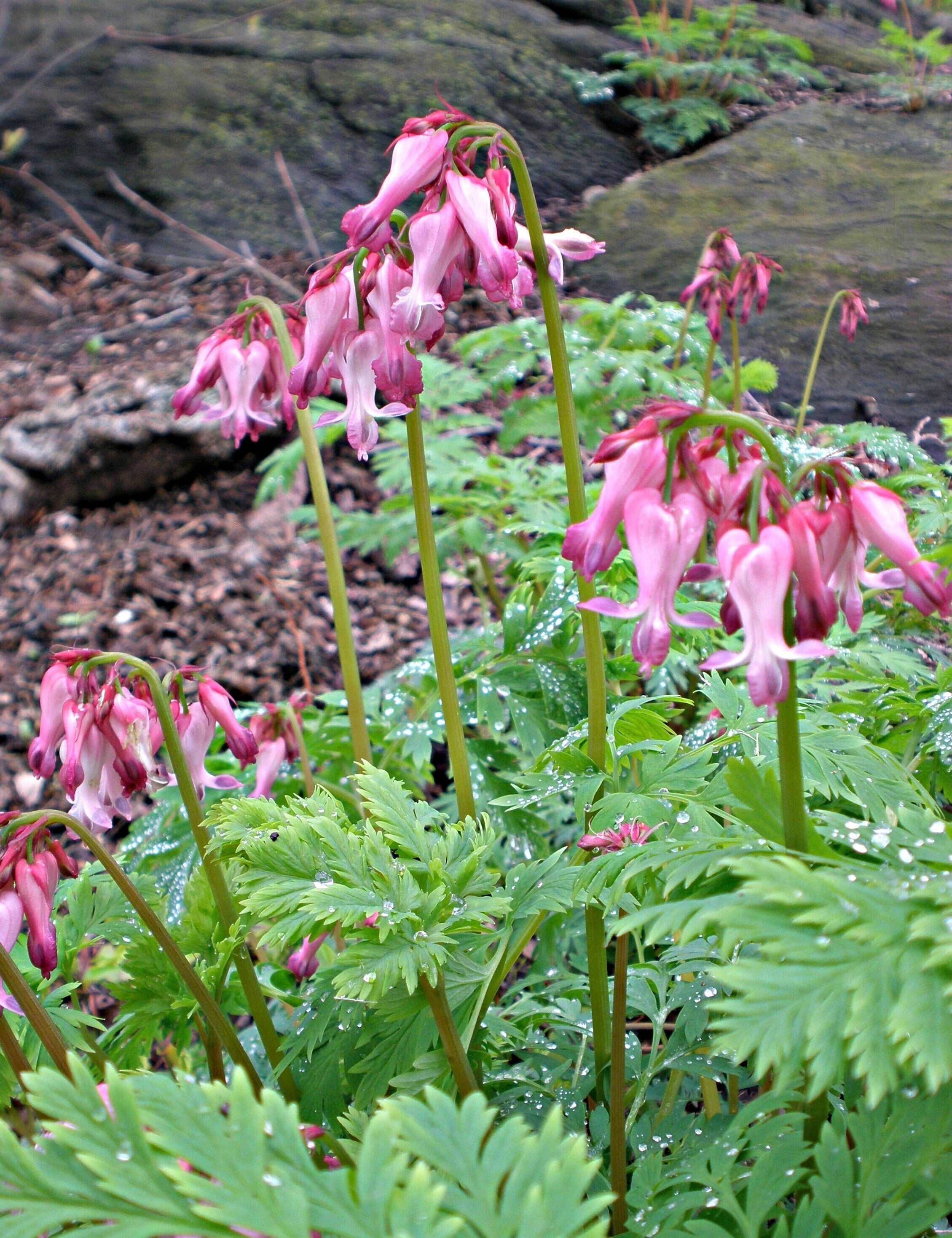 Gardening-Native Spring Ephemeral