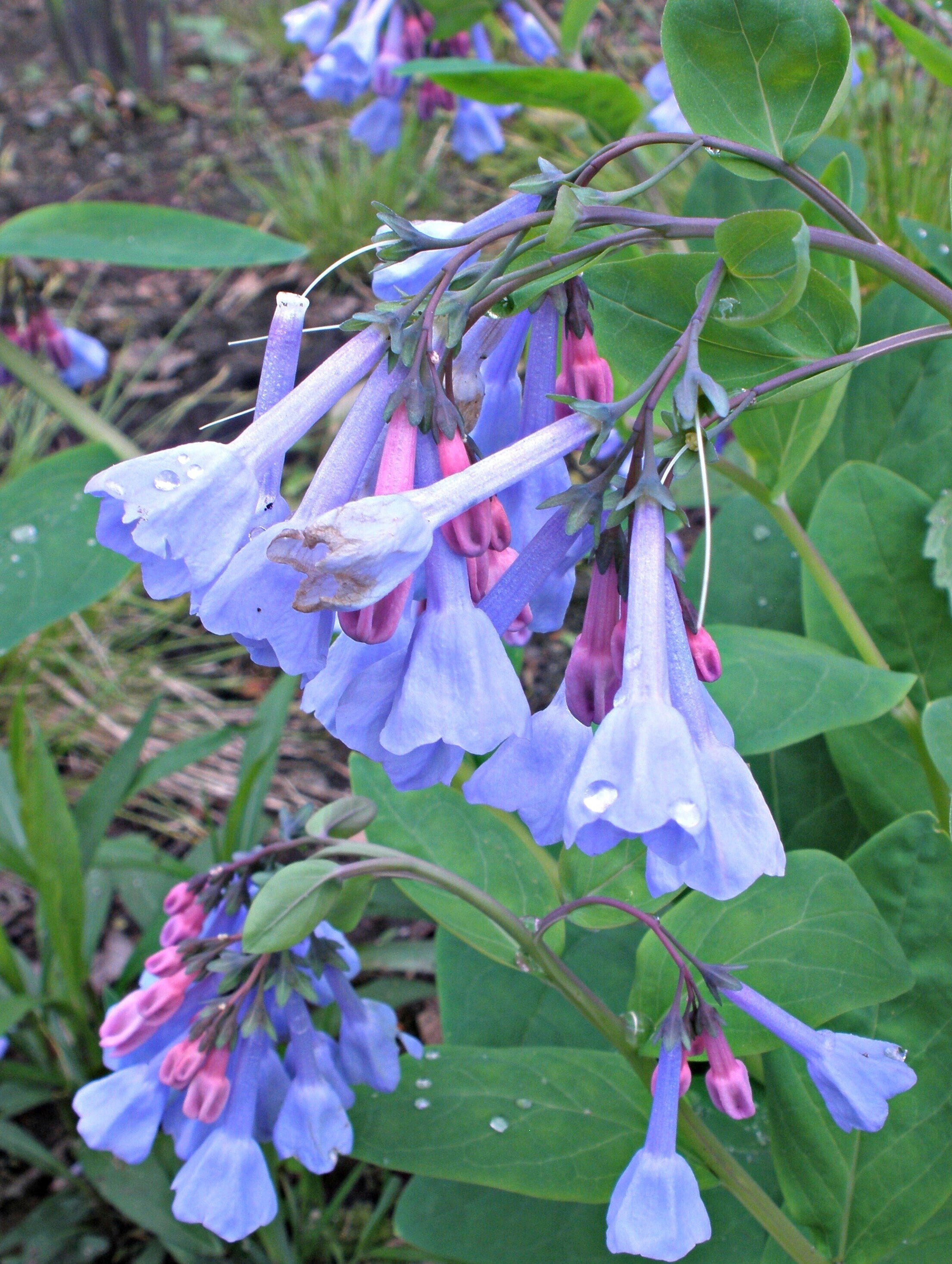 Gardening-Native Spring Ephemeral