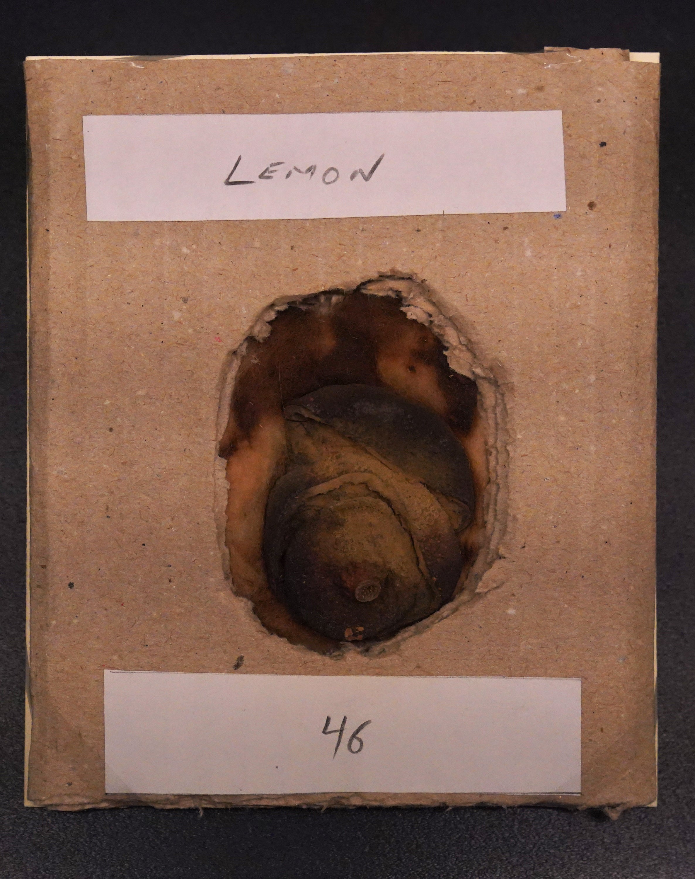 The lemon used for writing in invisible ink, produced in evidence at Karl Muller's trial, 1915