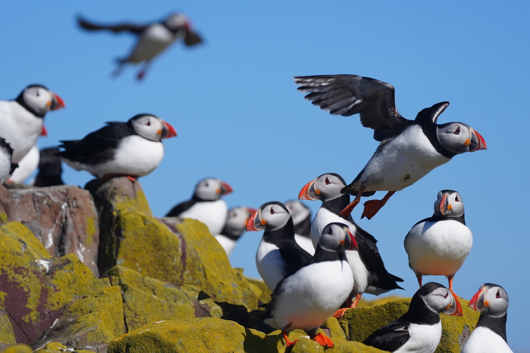 Puffins on the Farne Islands