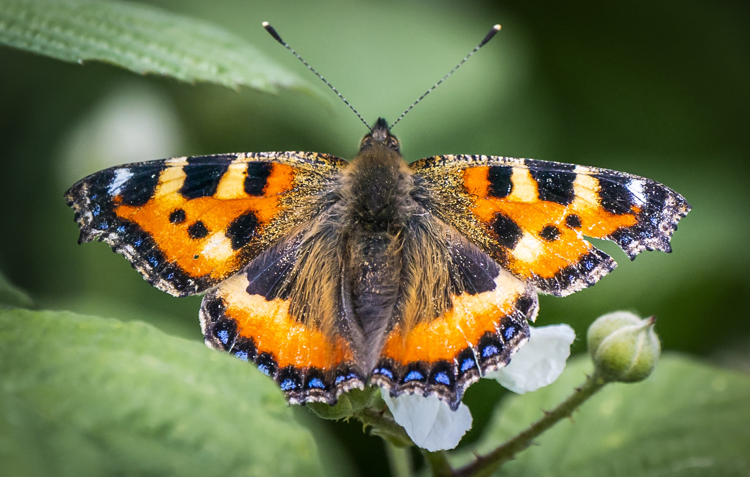 Butterfly species have been impacted by destroyed habitats, pesticide use and climate change
