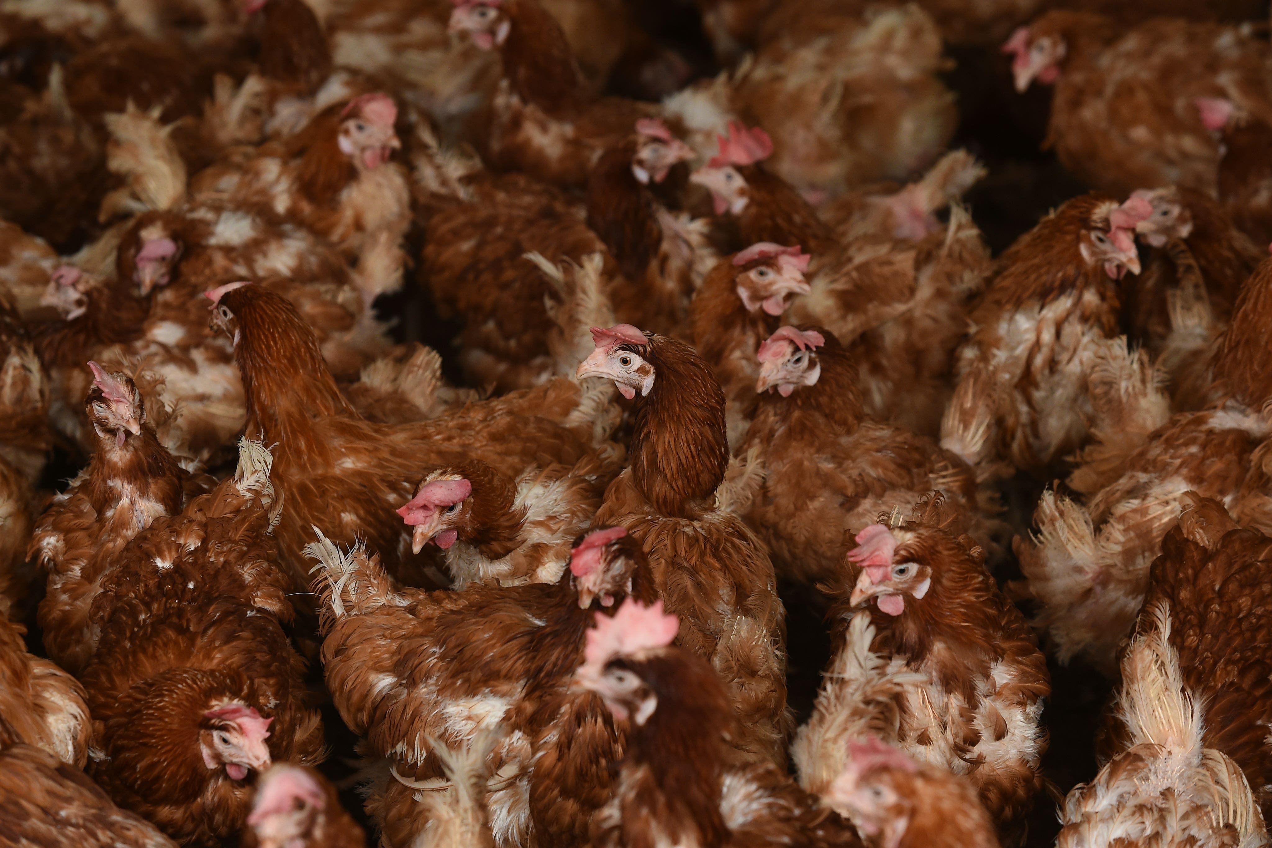 A brood of hens (Joe Giddens/PA)
