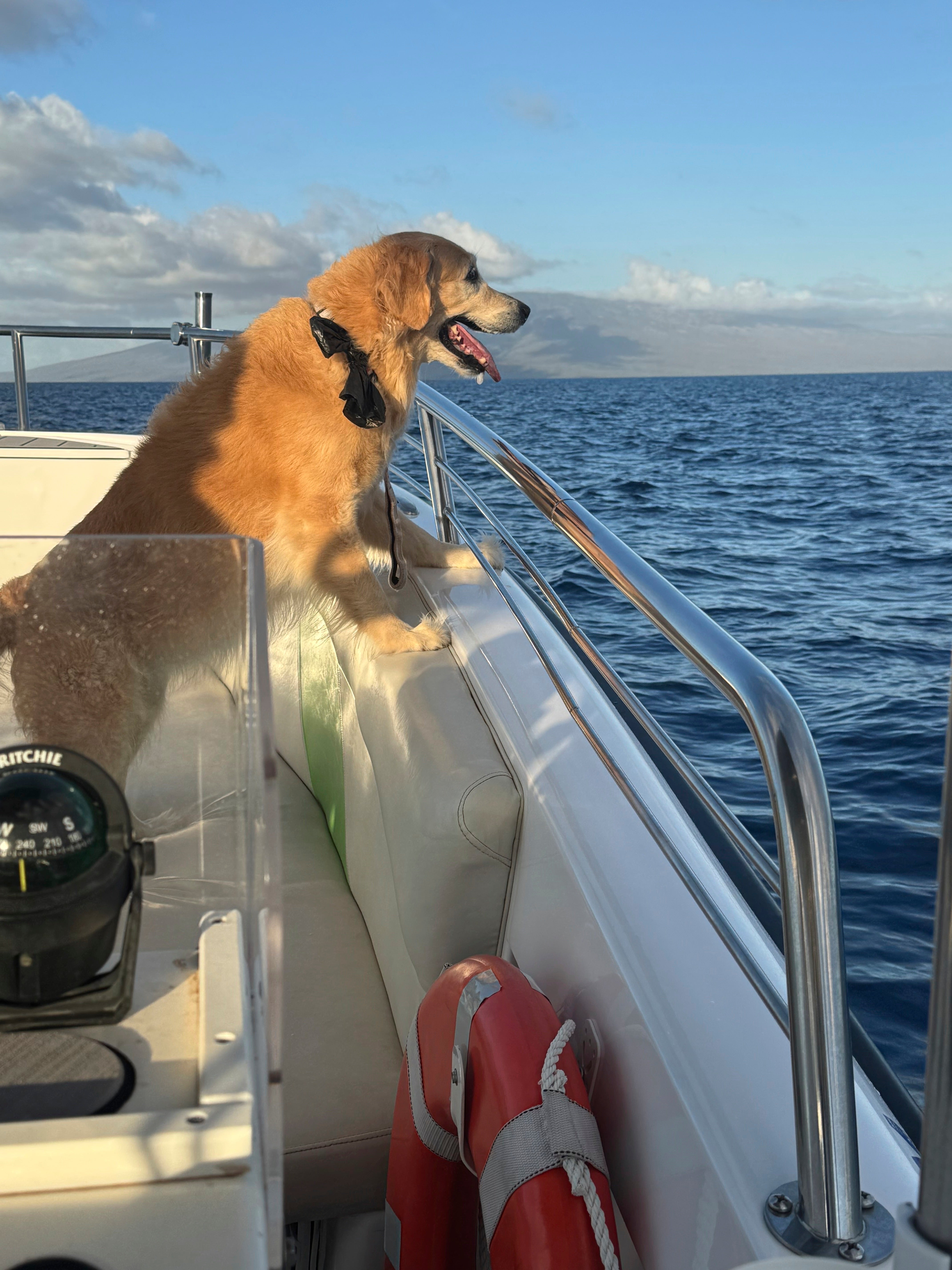 Whale Watching Dog