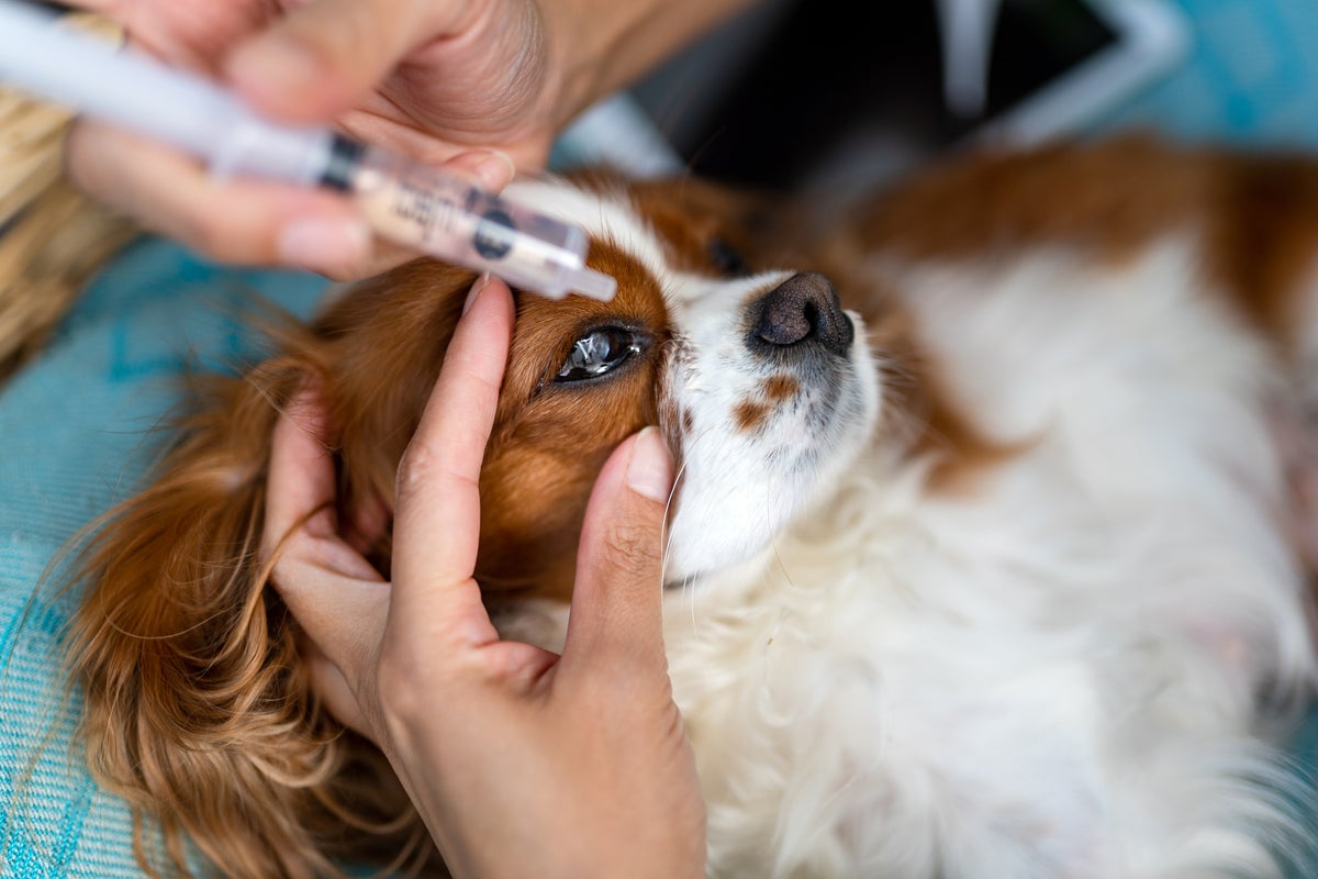Three things you should never say after someone’s pet dies