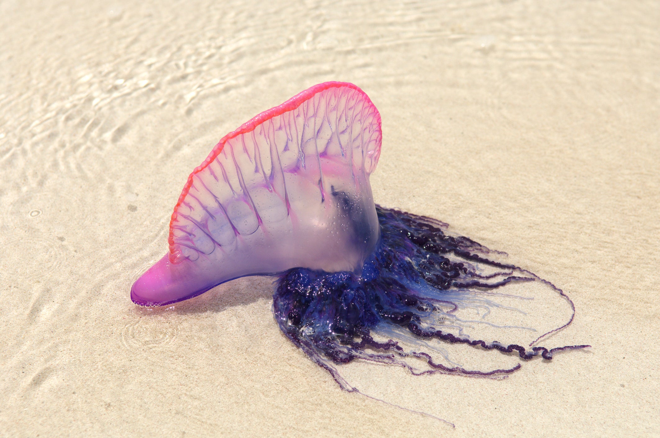 Portuguese man o’ war can cause a nasty sting and is particularly painful