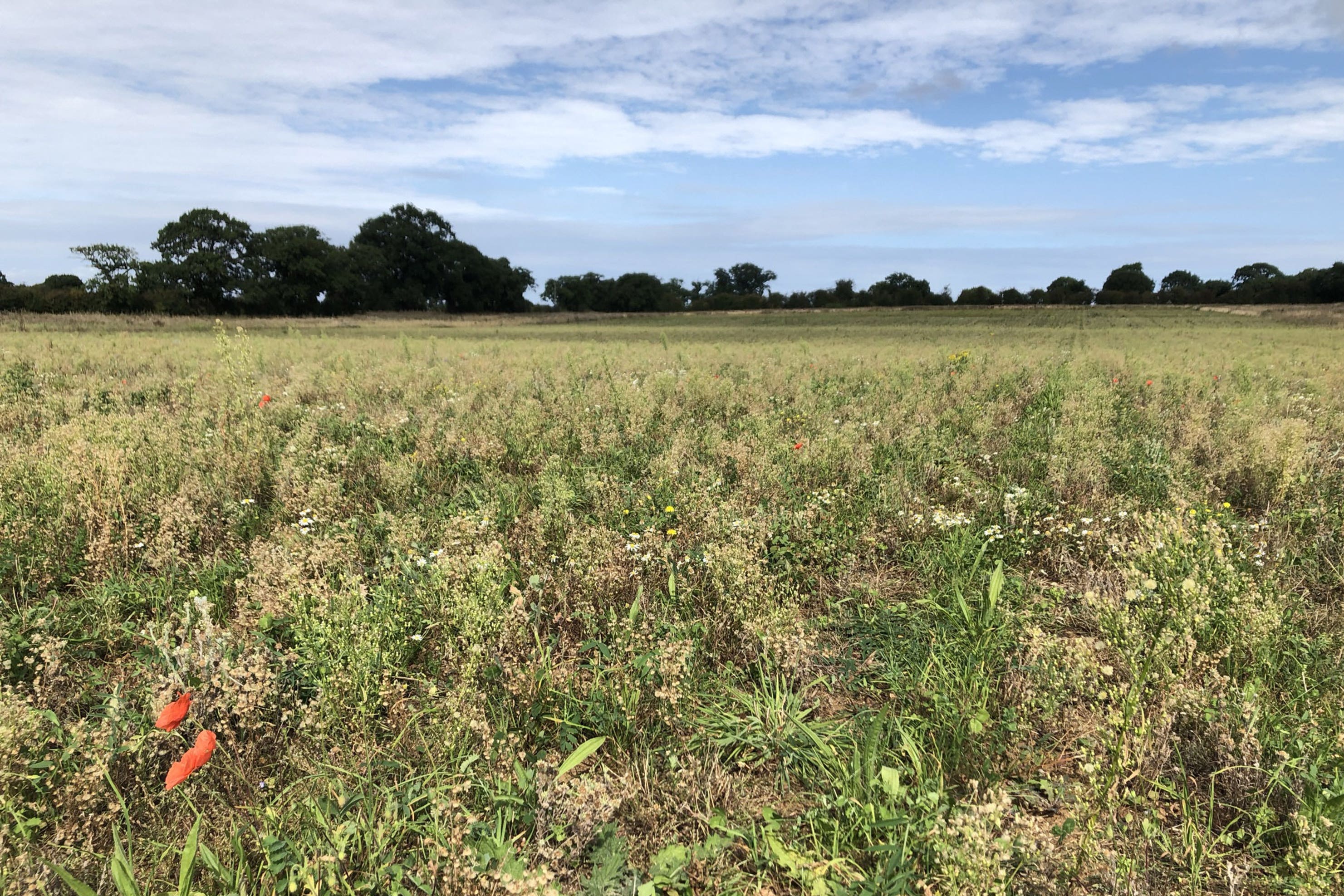 Cover crops after the main crop has been harvested from a field (Emily Beament/PA)