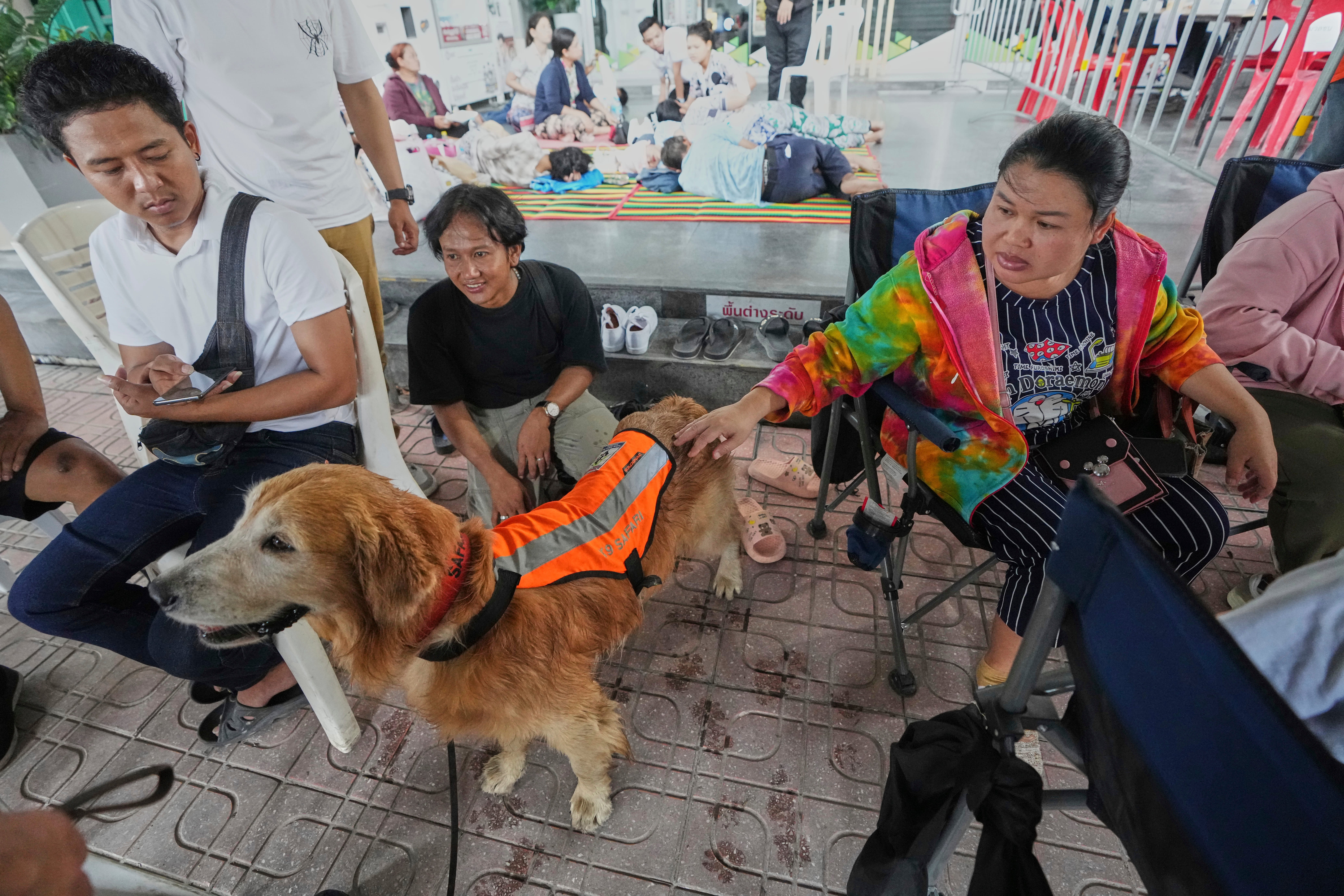 Safari the search and rescue dog soothes relatives of those missing after the earthquake