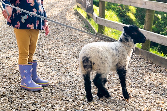 Taking a lamb for a walk at North Hayne Farm Cottages