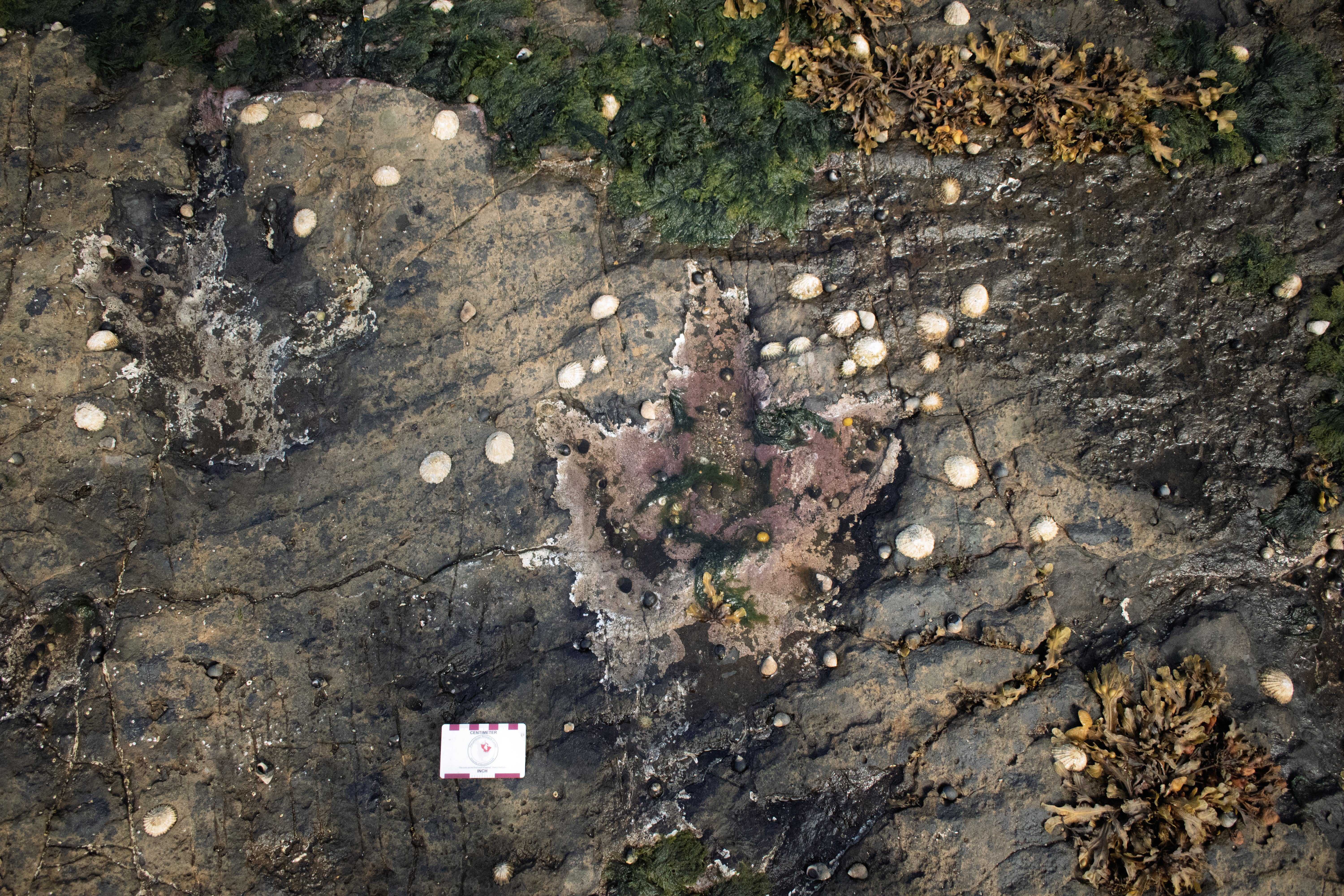 A pair of theropod footprints, as seen on site a Prince Charles's Point on the Isle of Skye in 2021