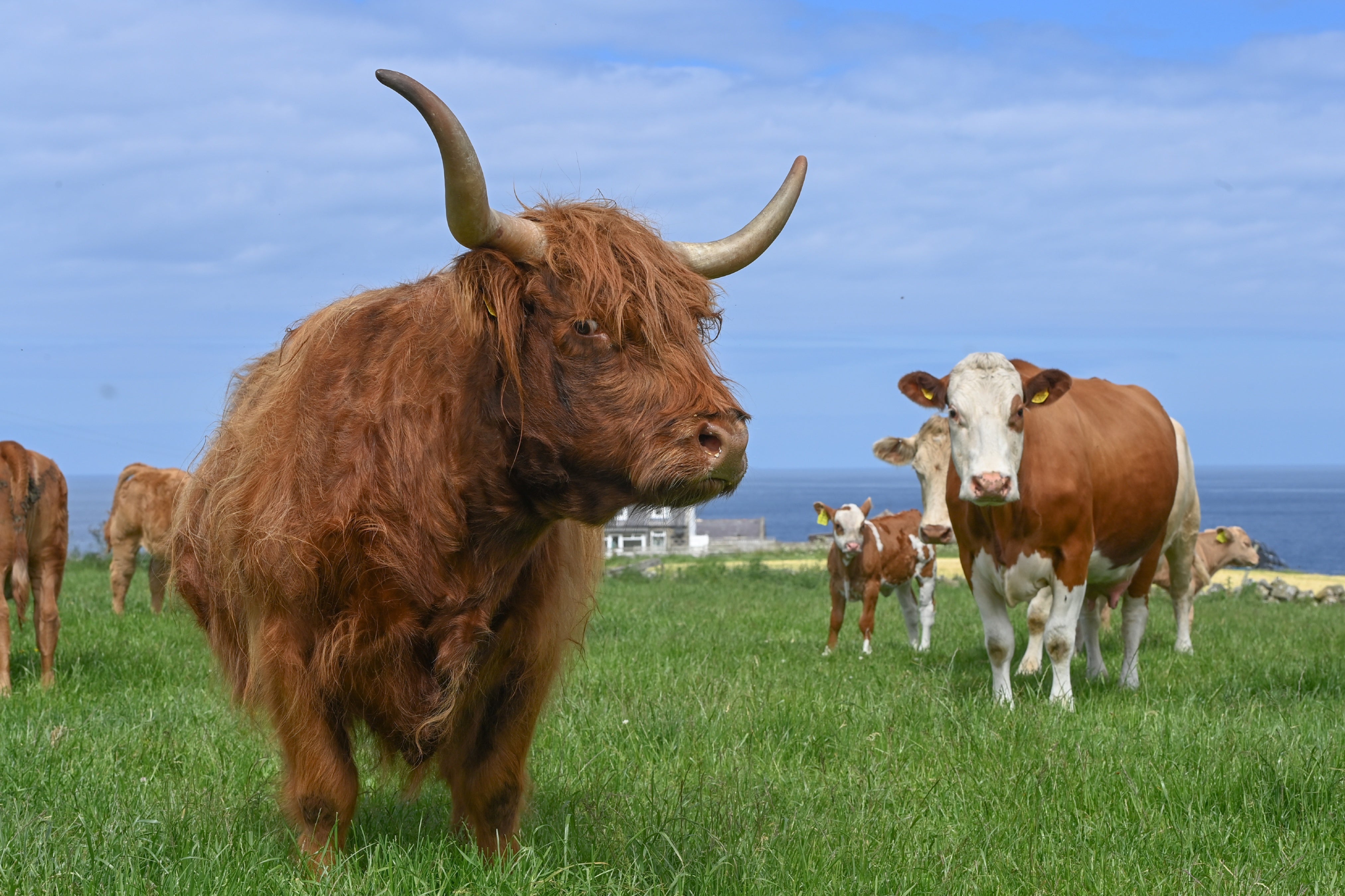 Highland cattle on a farm in Aberdeenshire
