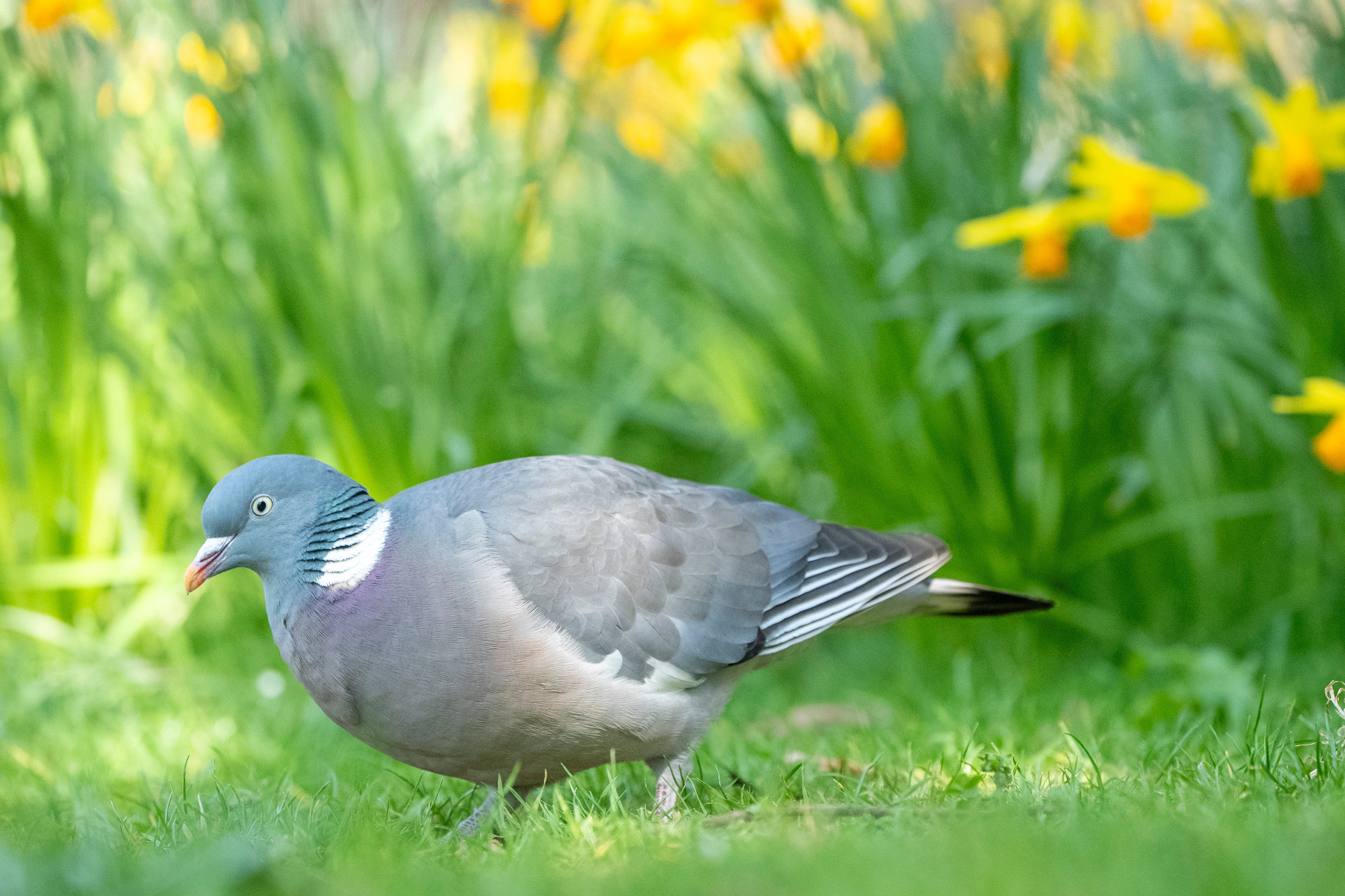 Pigeons have been described as a nuisance in the market place