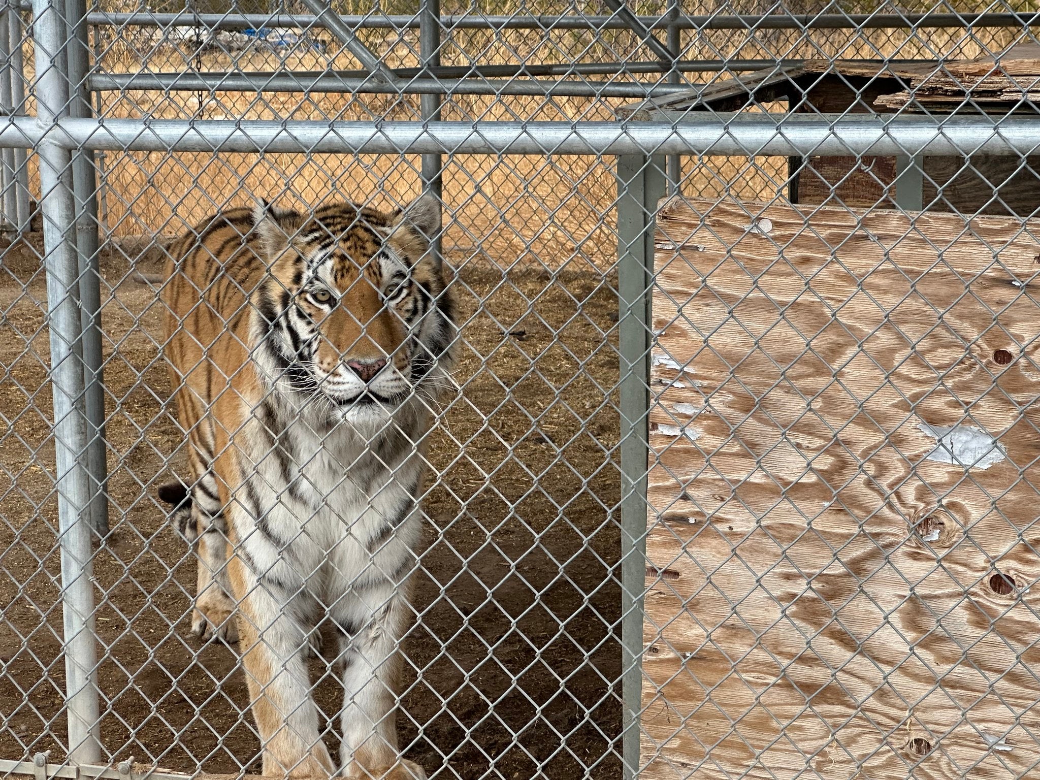 Seven tigers have been seized from the home of an exotic animals dealer in Pahrump, in Nevada