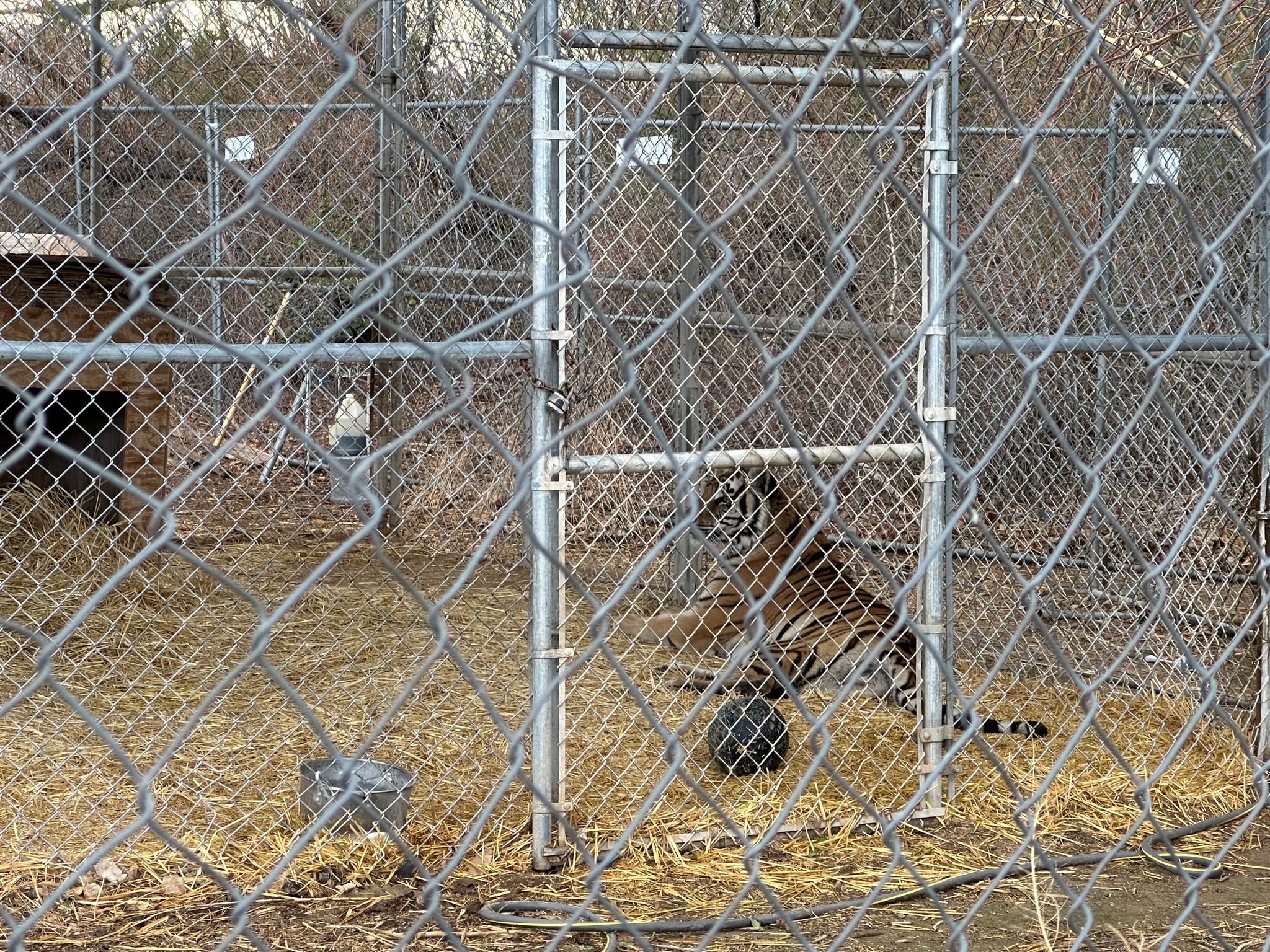 Mitchell, who has reportedly been in possession of the tigers for the past seven years, has been involved in numerous legal battles over the animals, according to 8 News Now