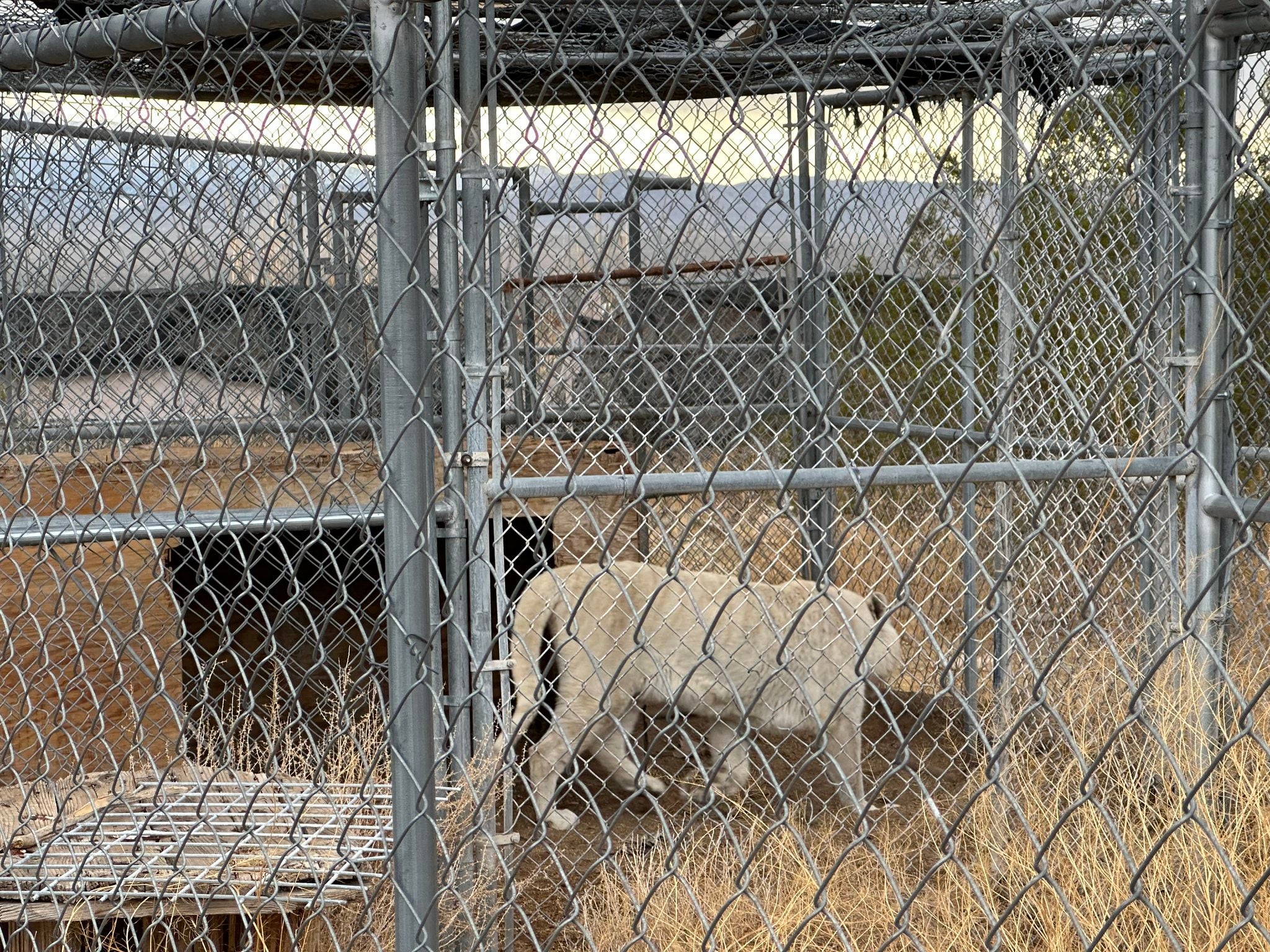 Photos shared by the sheriff’s office showed the tigers, including what appeared to be a rare white tiger, in cages. They are due to be taken to a local wildlife sanctuary