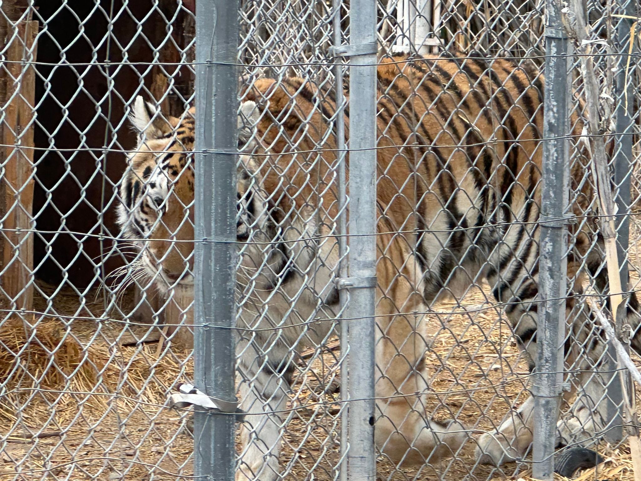 Seven tigers have been seized from the home of an exotic animals dealer in Pahrump, Nevada – around 63 miles from Las Vegas