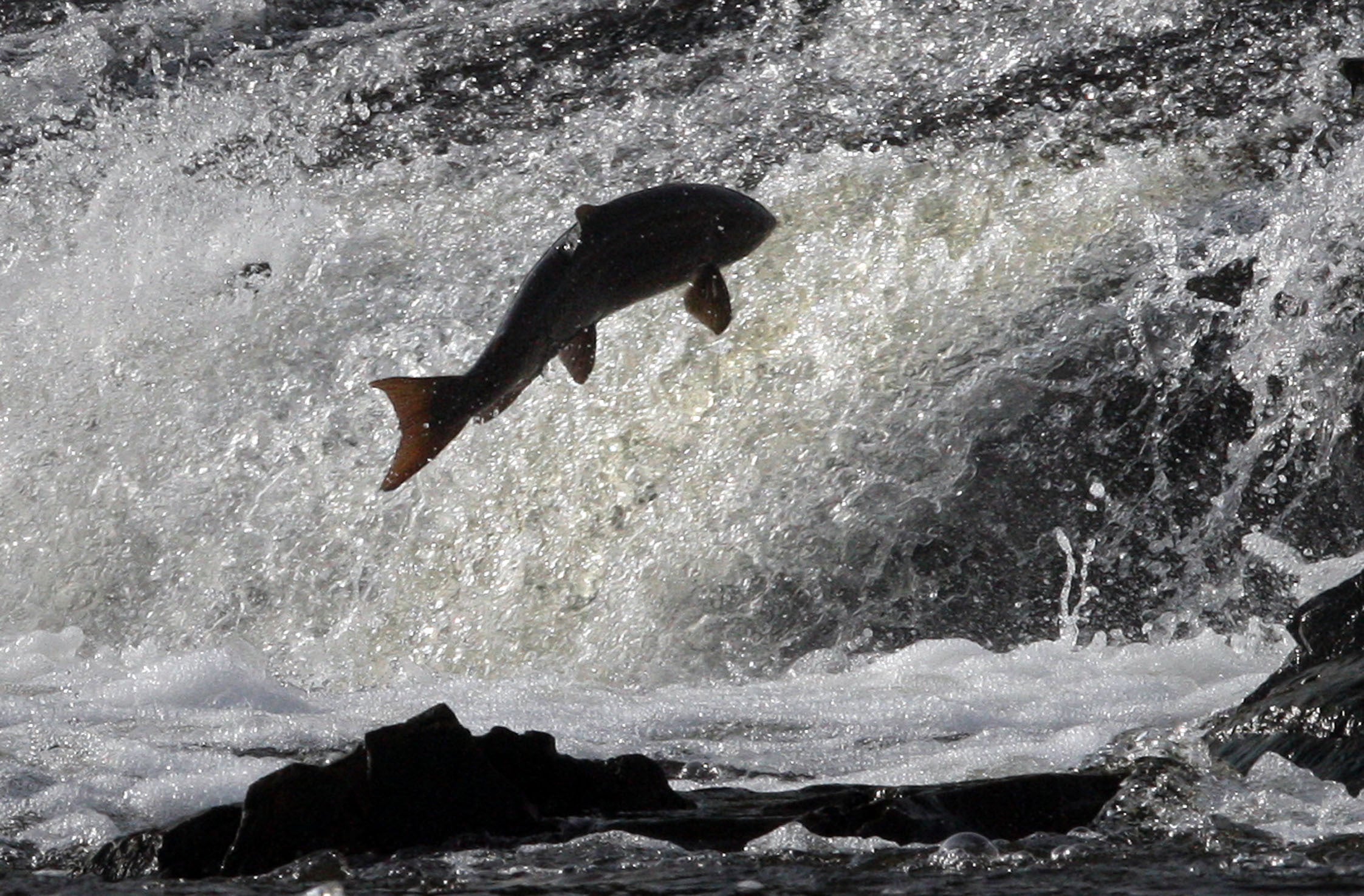 Salmon leap up the Ettrick water in Selkirk