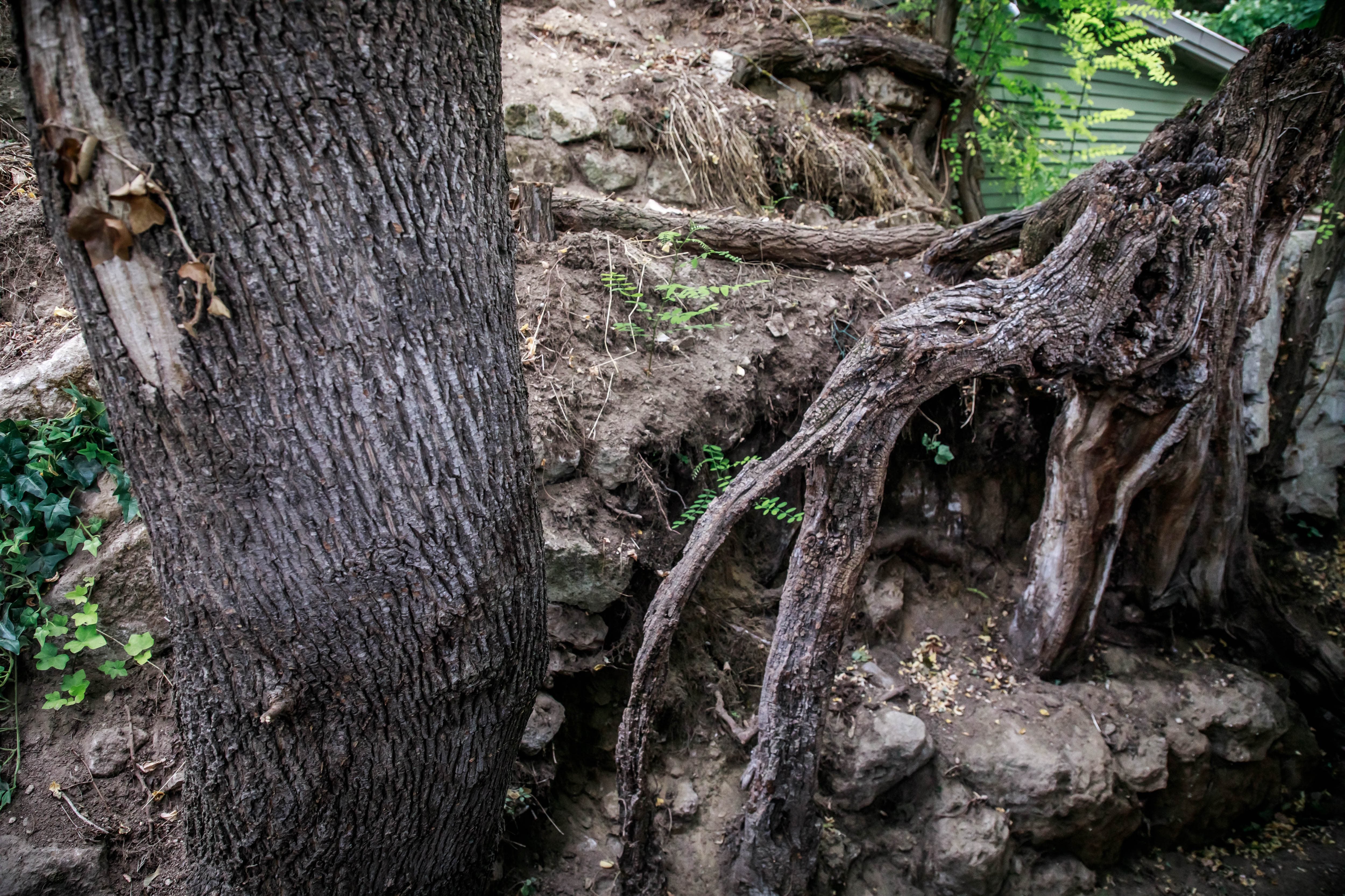 The tree roots painted by Van Gogh in his final hours