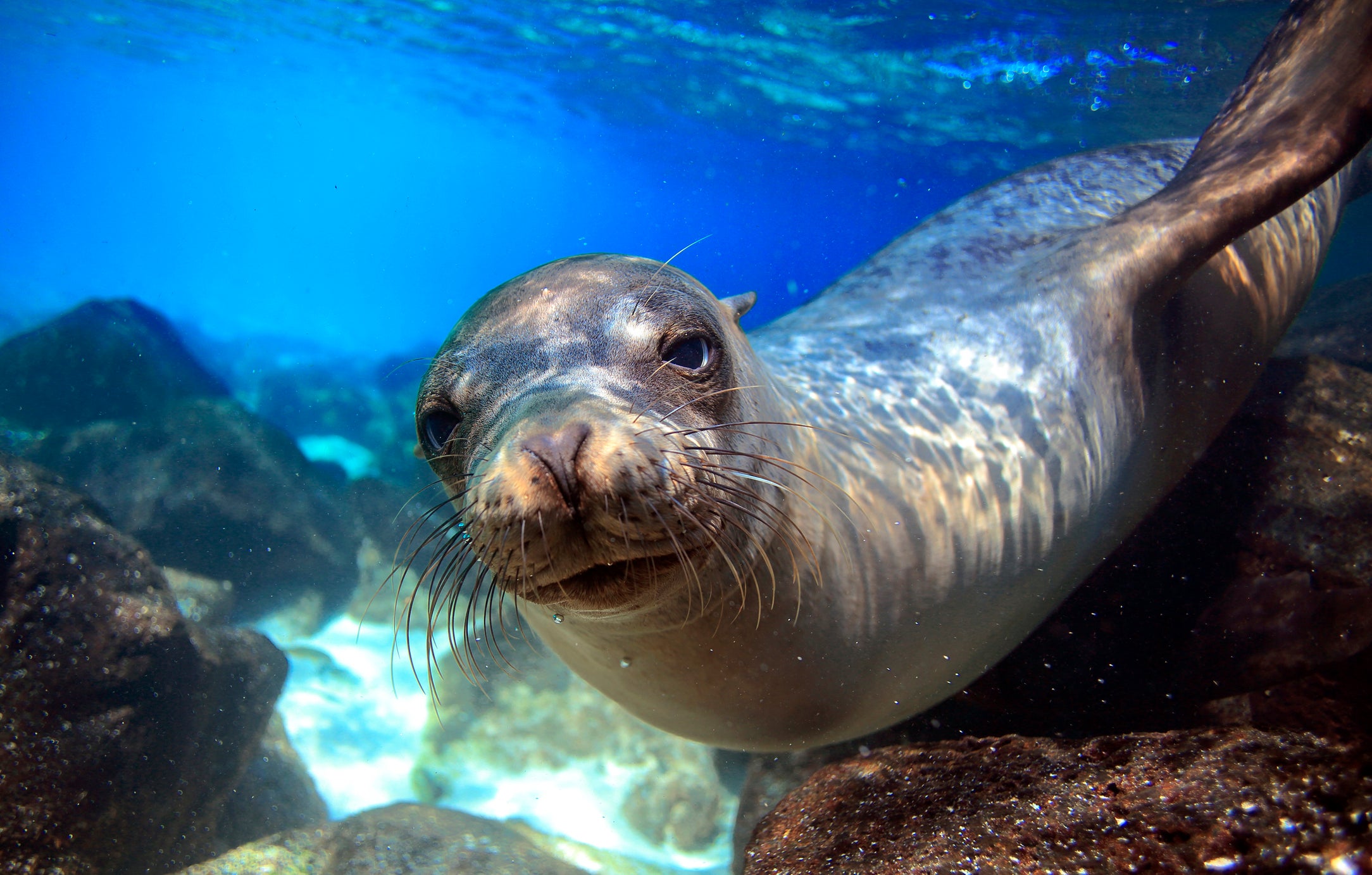 Toxic algae blooms are poisioning sea lion in Southern California