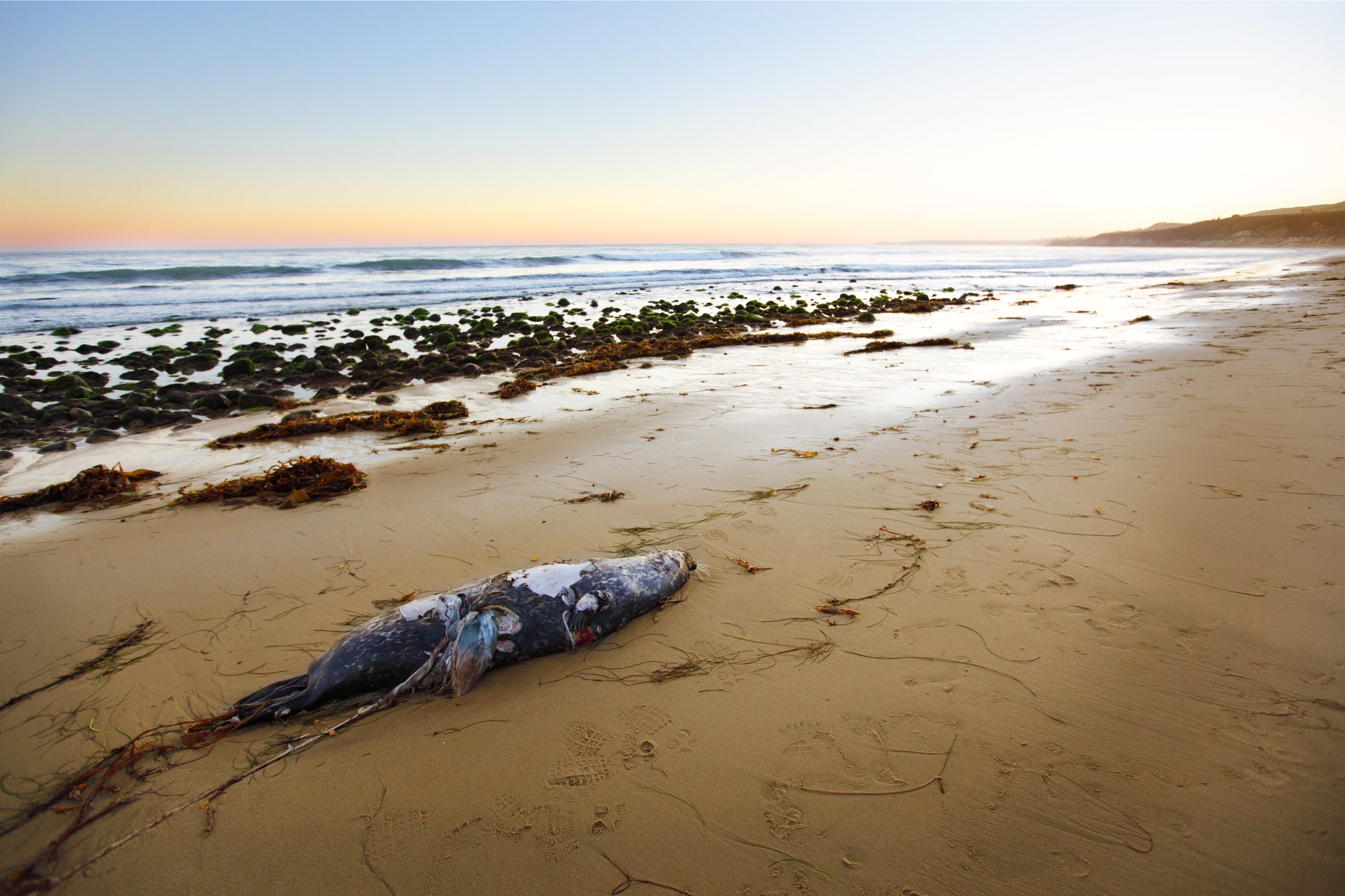 Changes in behaviour is thought to be caused by poisioning from domic acid produced by the blooms, which contribute to seizures and health issues ins sea lions