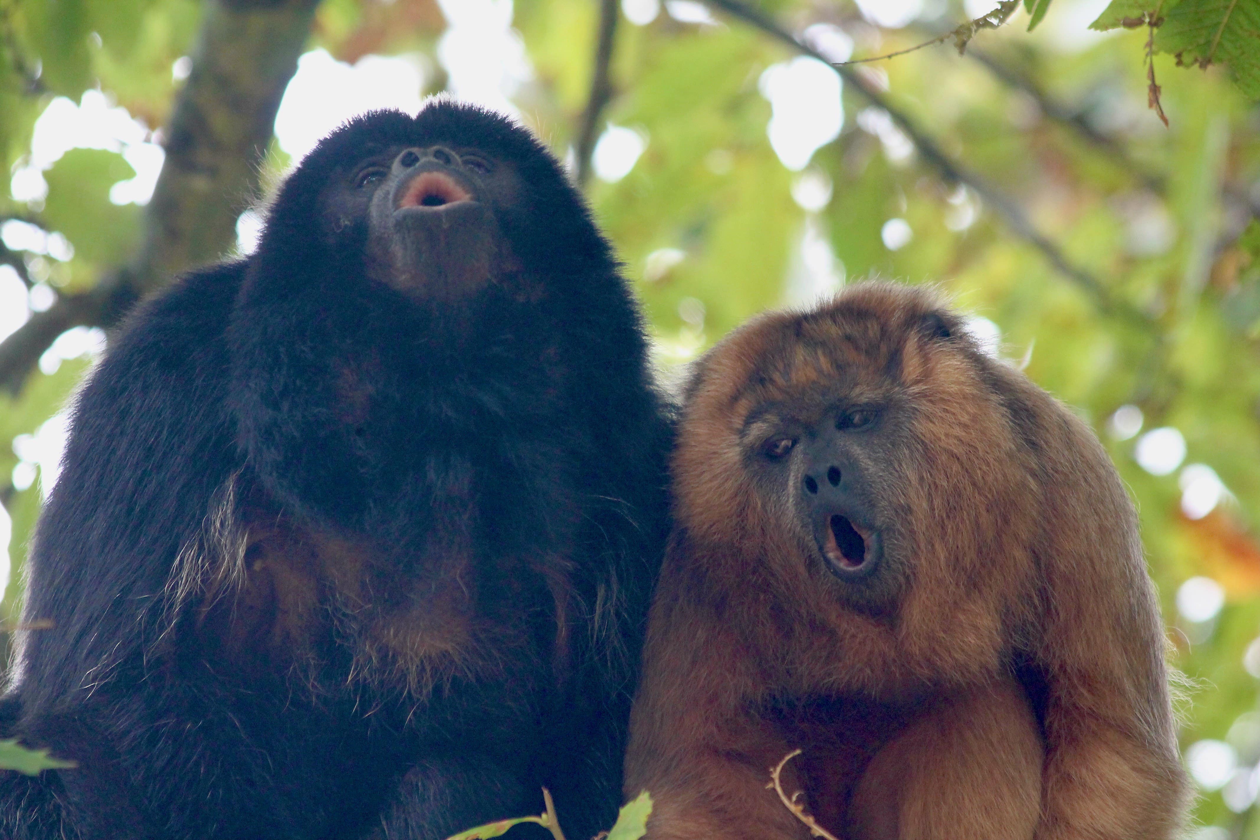 Research suggests yodelling monkeys can produce far greater frequency jumps than humans (Dr Jacob Dunn/Anglia Ruskin University/PA)