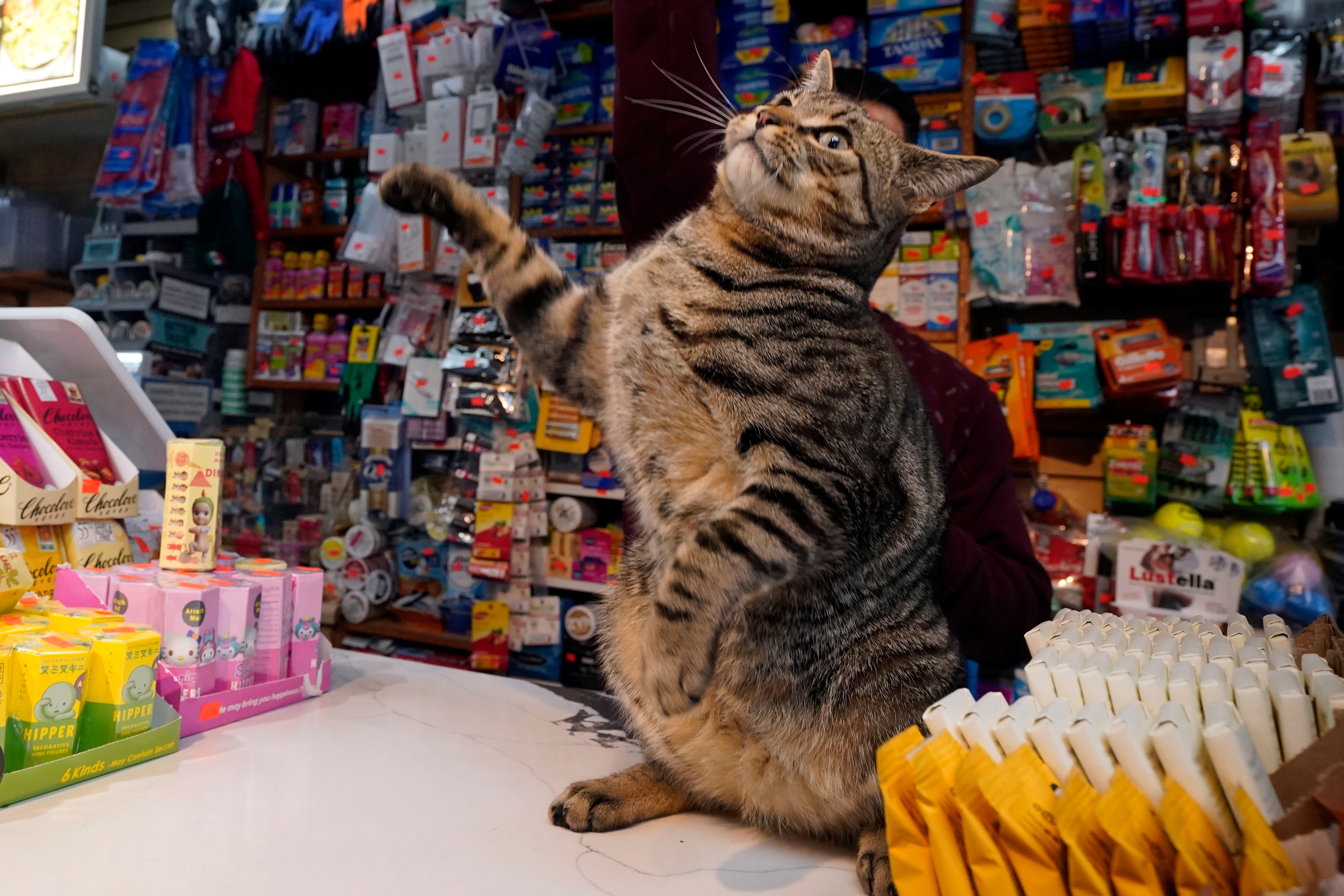 Elias stands briefly on the checkout counter at Stars Deli in the New York neighbourhood of Williamsburg (AP Photo/Richard Drew)
