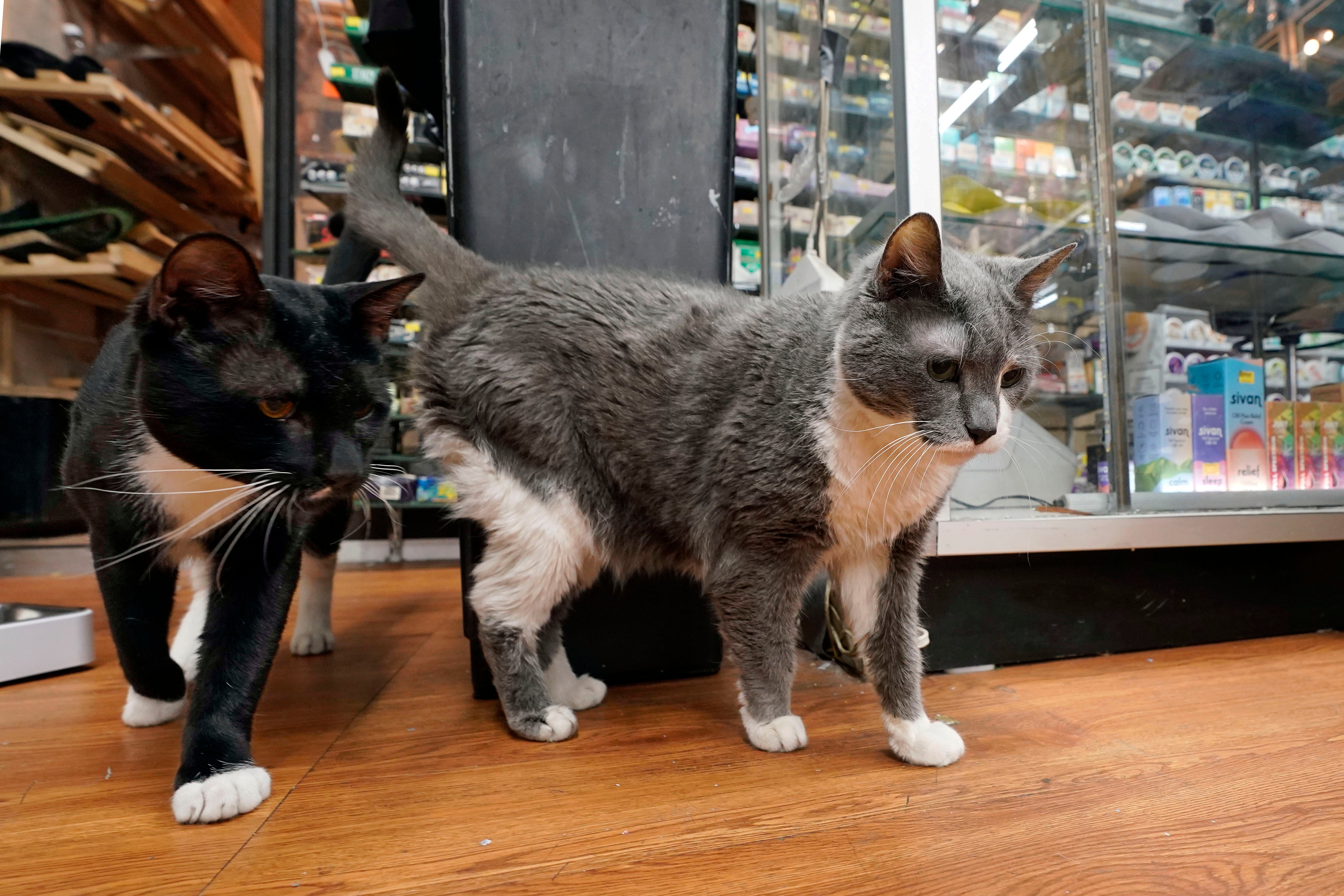 Oreo, left, and Leila, make their rounds through the smoke shop, Tobacco N Vape, in Astoria, Queens (AP Photo/Richard Drew)