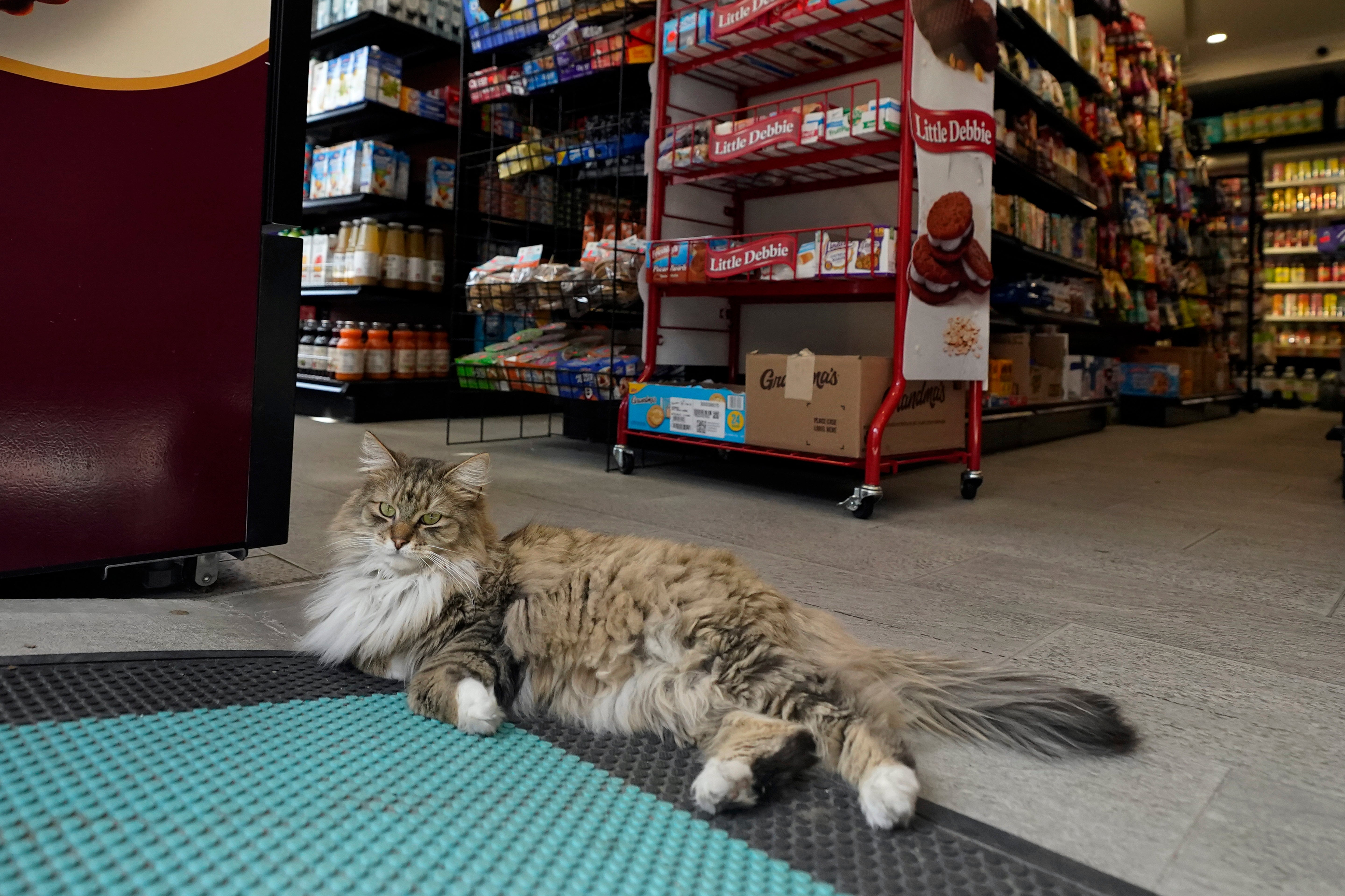 Pumpkin lounges near the entrance of Barry Organic Market in the Brooklyn neighbourhood of Williamsburg (AP Photo/Richard Drew)
