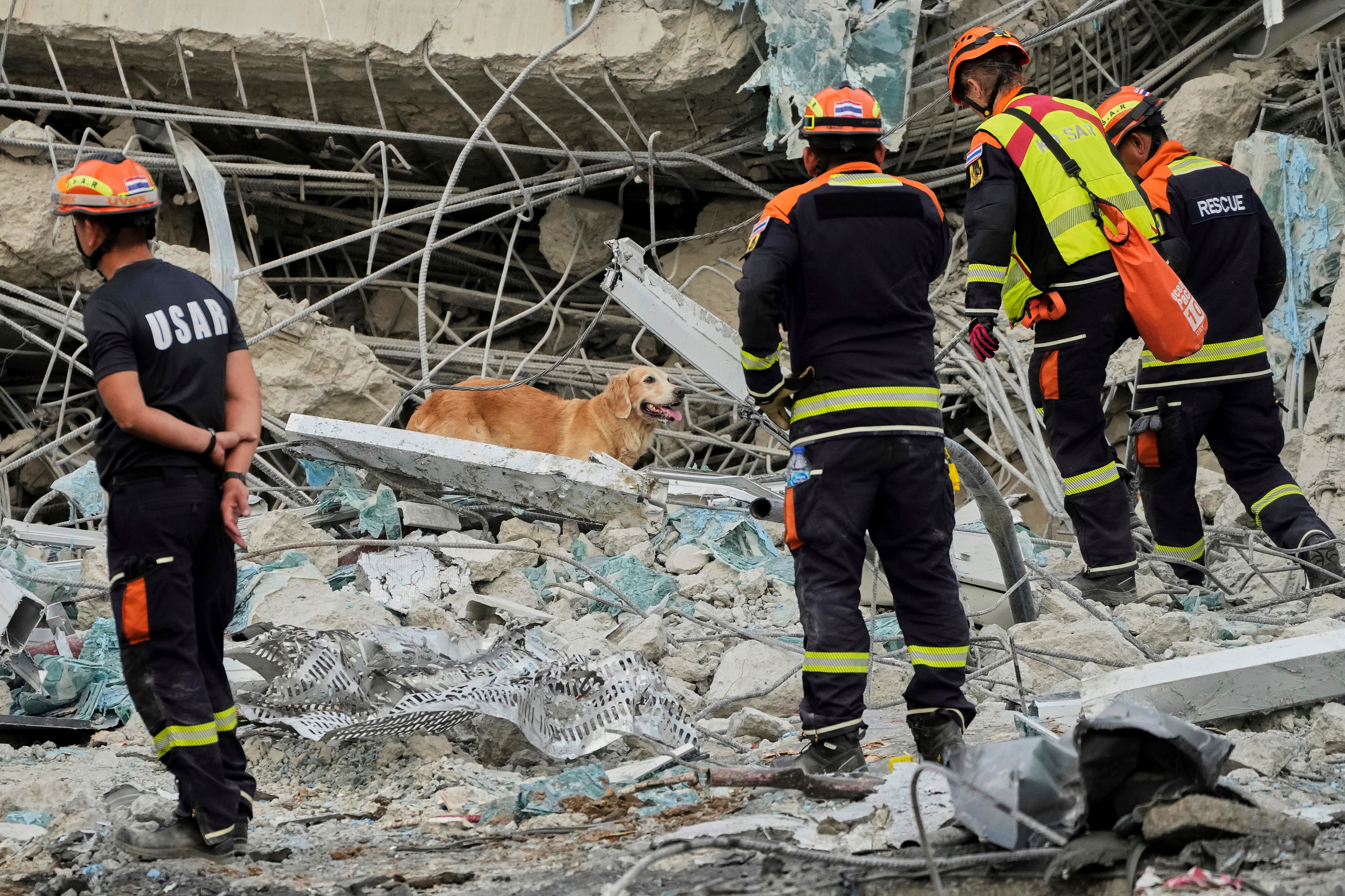 Thailand Rescue Dogs Photo Gallery