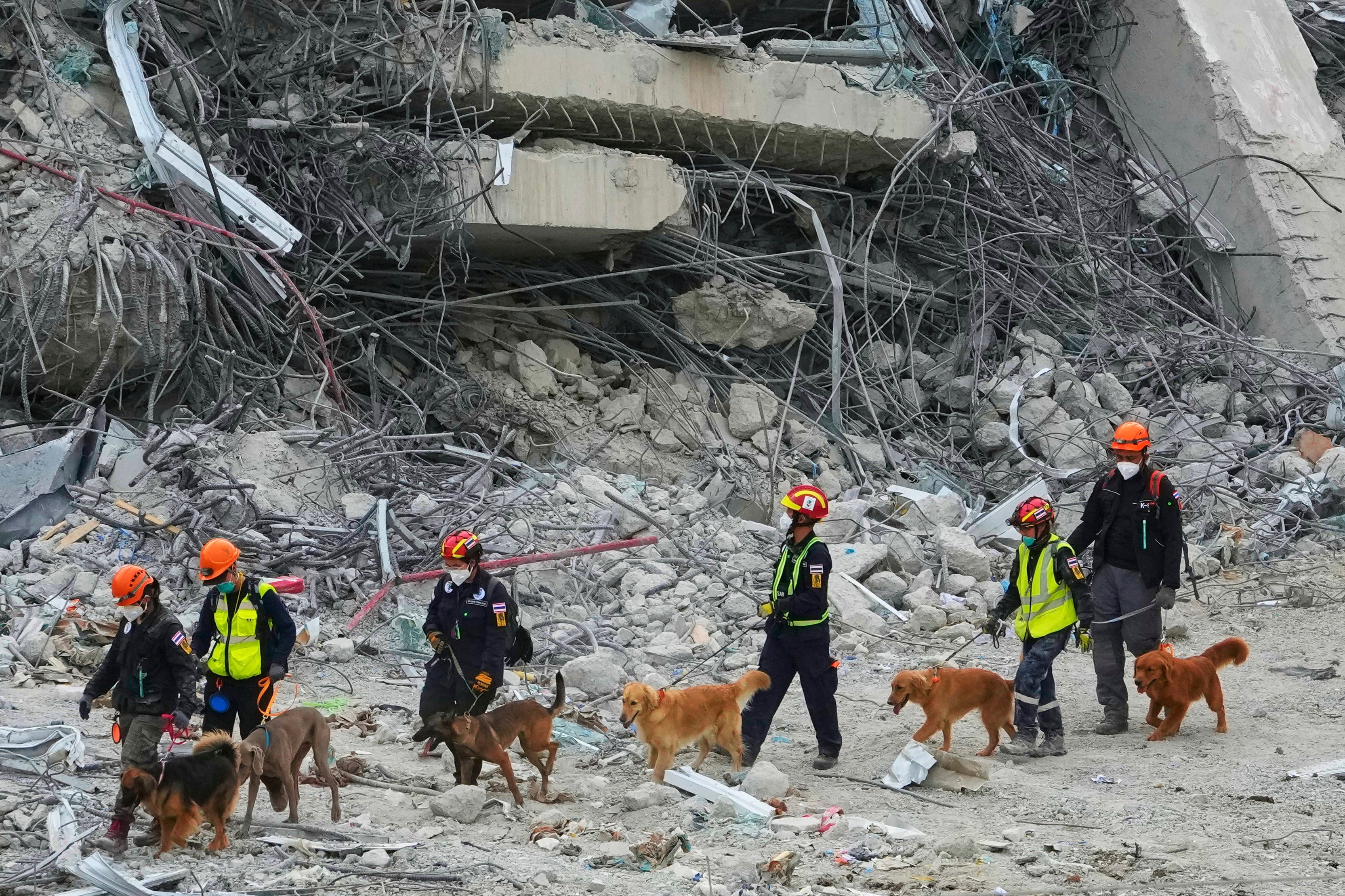 Thailand Rescue Dogs Photo Gallery