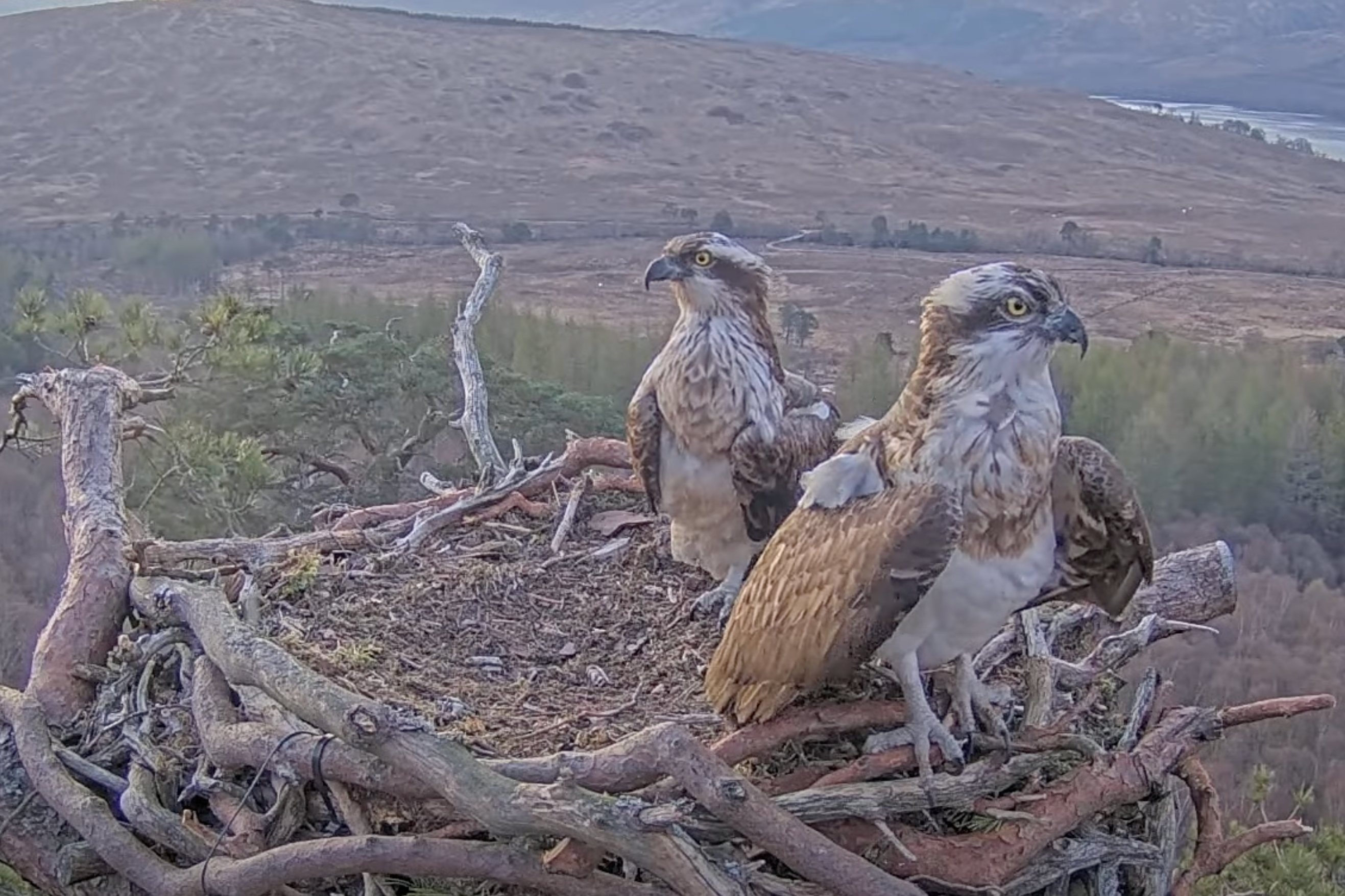 Dorcha and Louis have arrived back at their nest (Woodland Trust Scotland/PA)