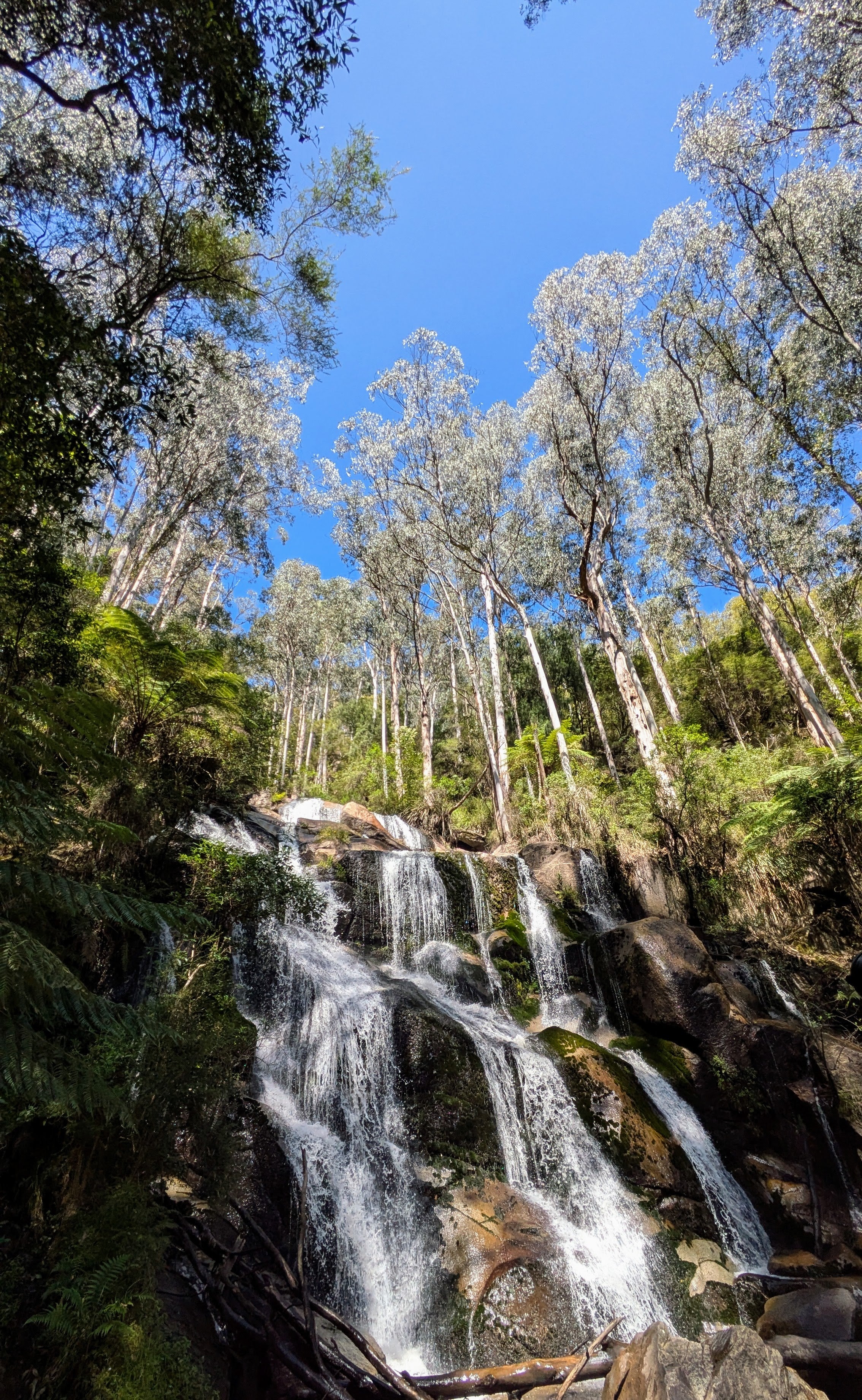 Toorongo Falls in Gippsland
