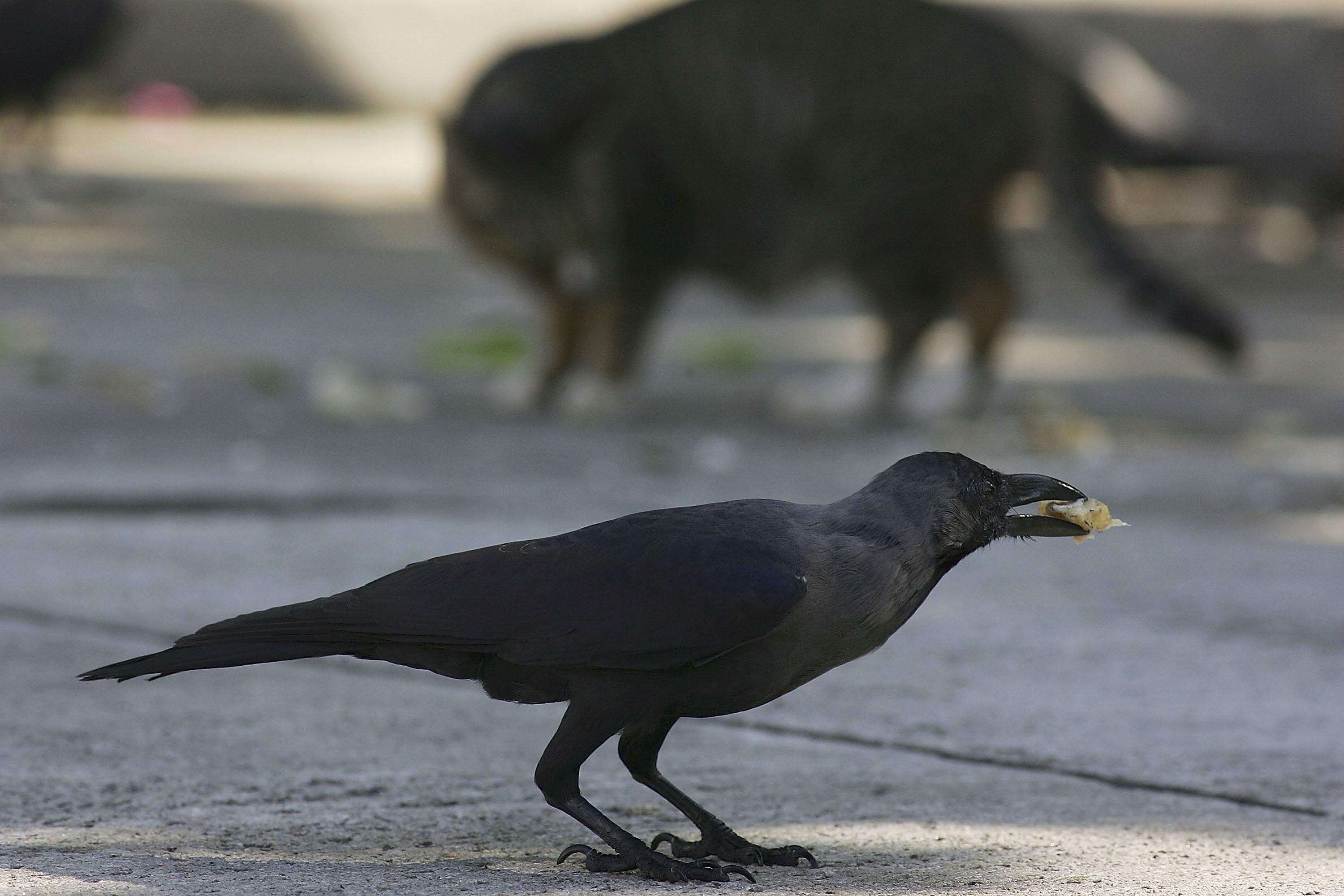 Corvids show cognitive biases similar to humans, according to a new study