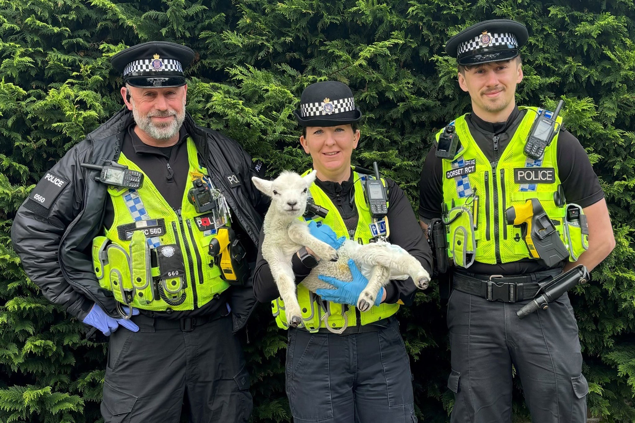 Police found the lamb was drastically underweight and Murguia’s home was covered in hay