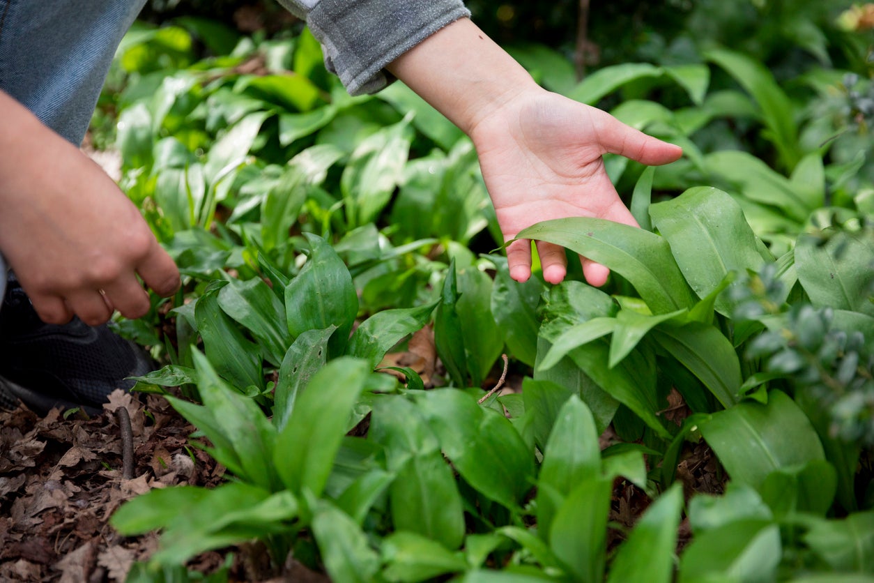 Sniff before you snip – wild garlic’s scent usually gives it away before the leaves do
