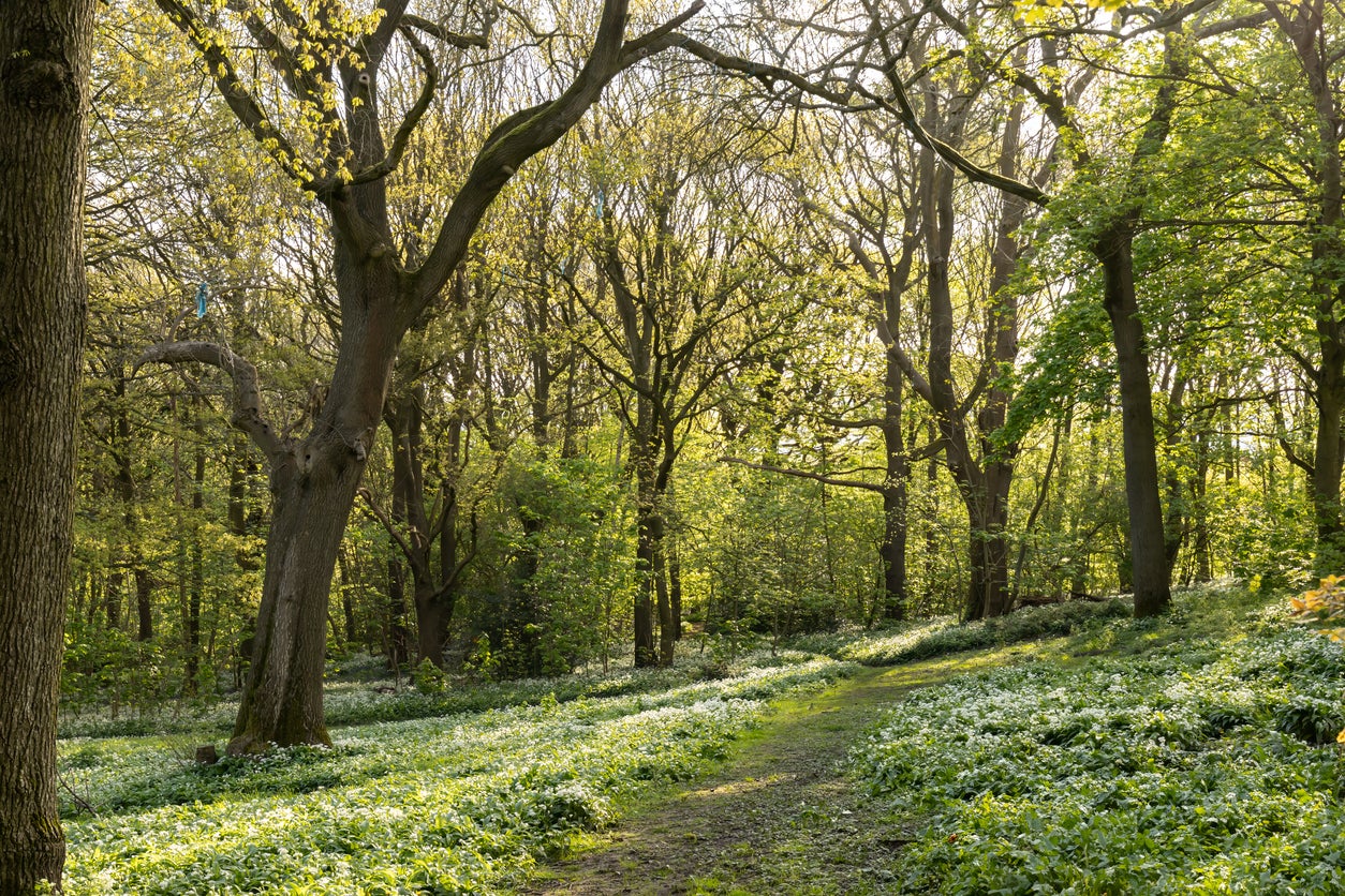 If it smells like garlic and looks like a fairy glade, you’re probably in the right place