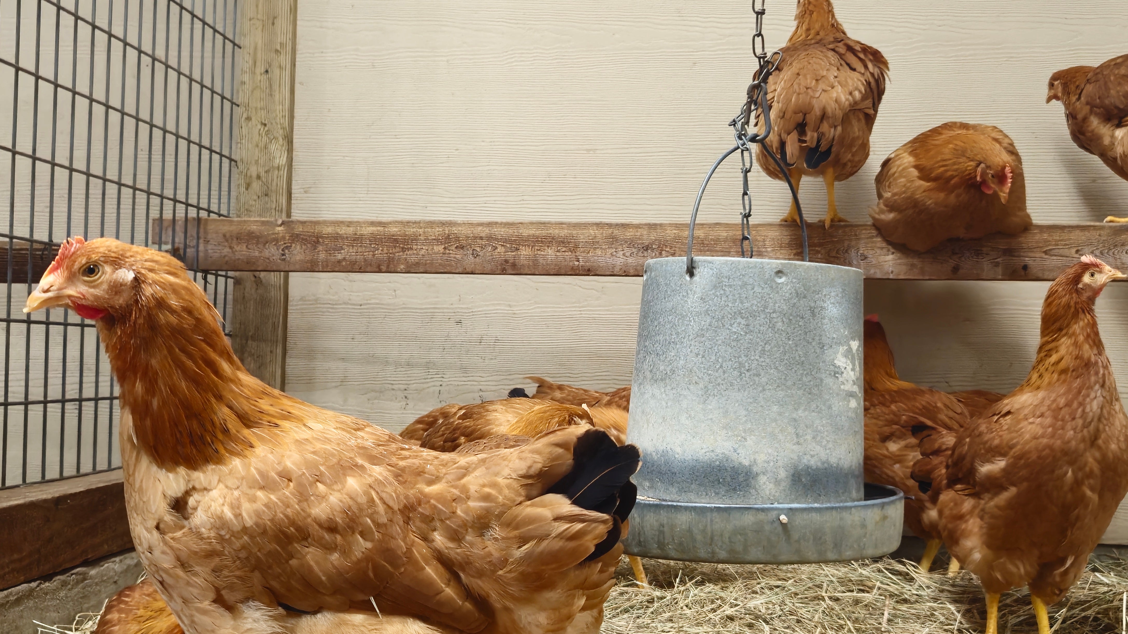 The Trump administration has reportedly fired some staff who were working on the nation’s response to bird flu. The firings came amid massive layoffs across the Department of Health and Human Services