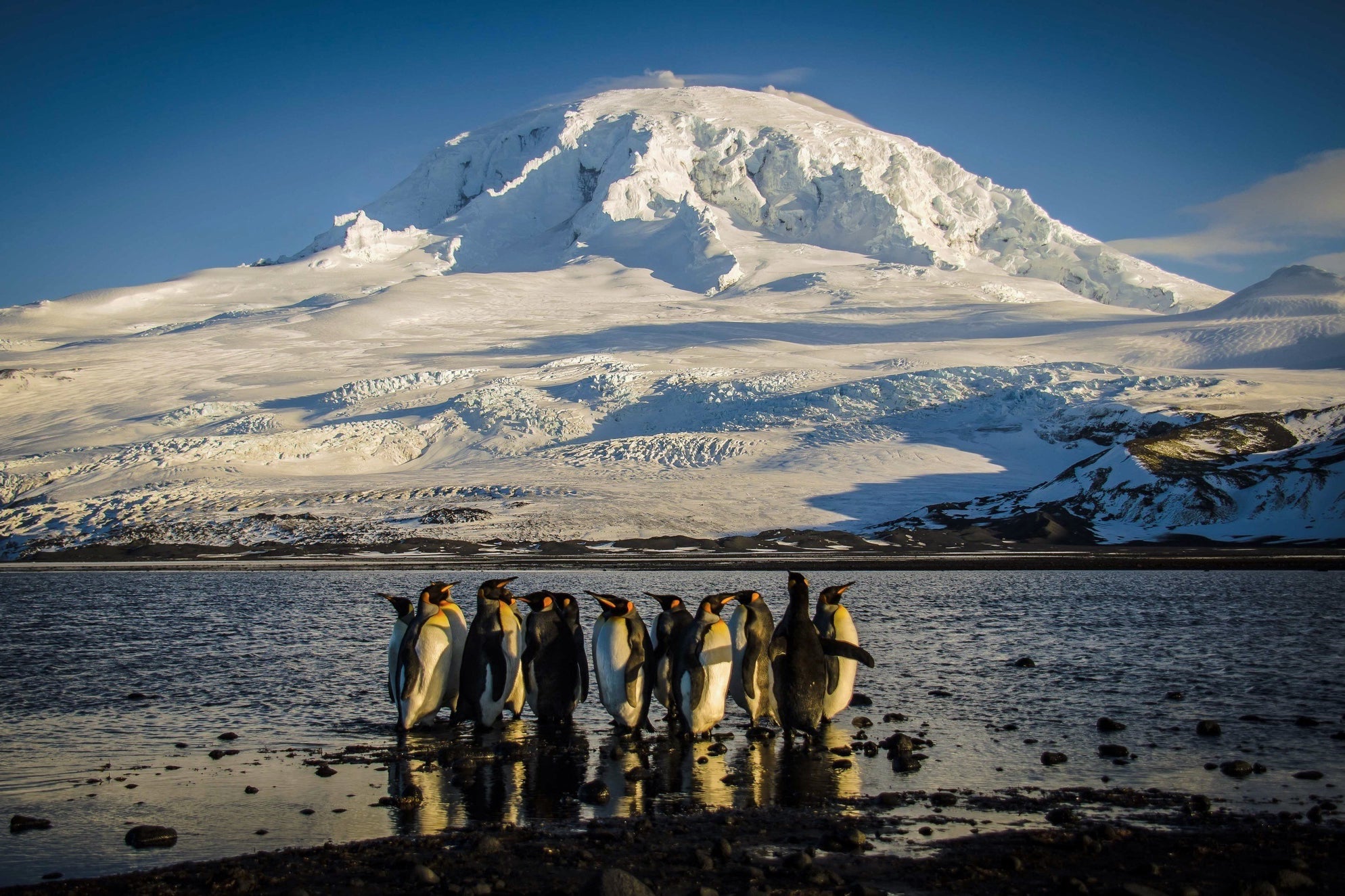 Penguins stand on Heard Island, an uninhabited Australian territory that President Donald Trump has targeted with tariffs