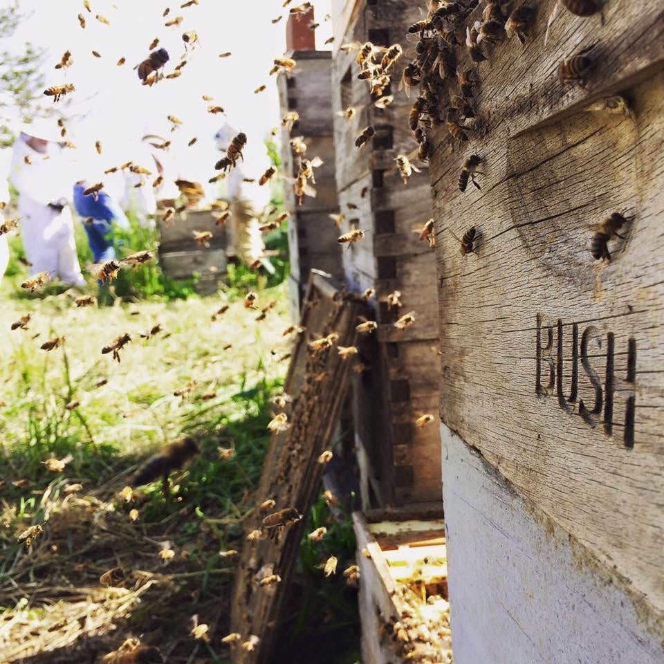 Michael Bush's honeybee farm. Bush says pesticides could be playing a role in the spike in honeybee deaths