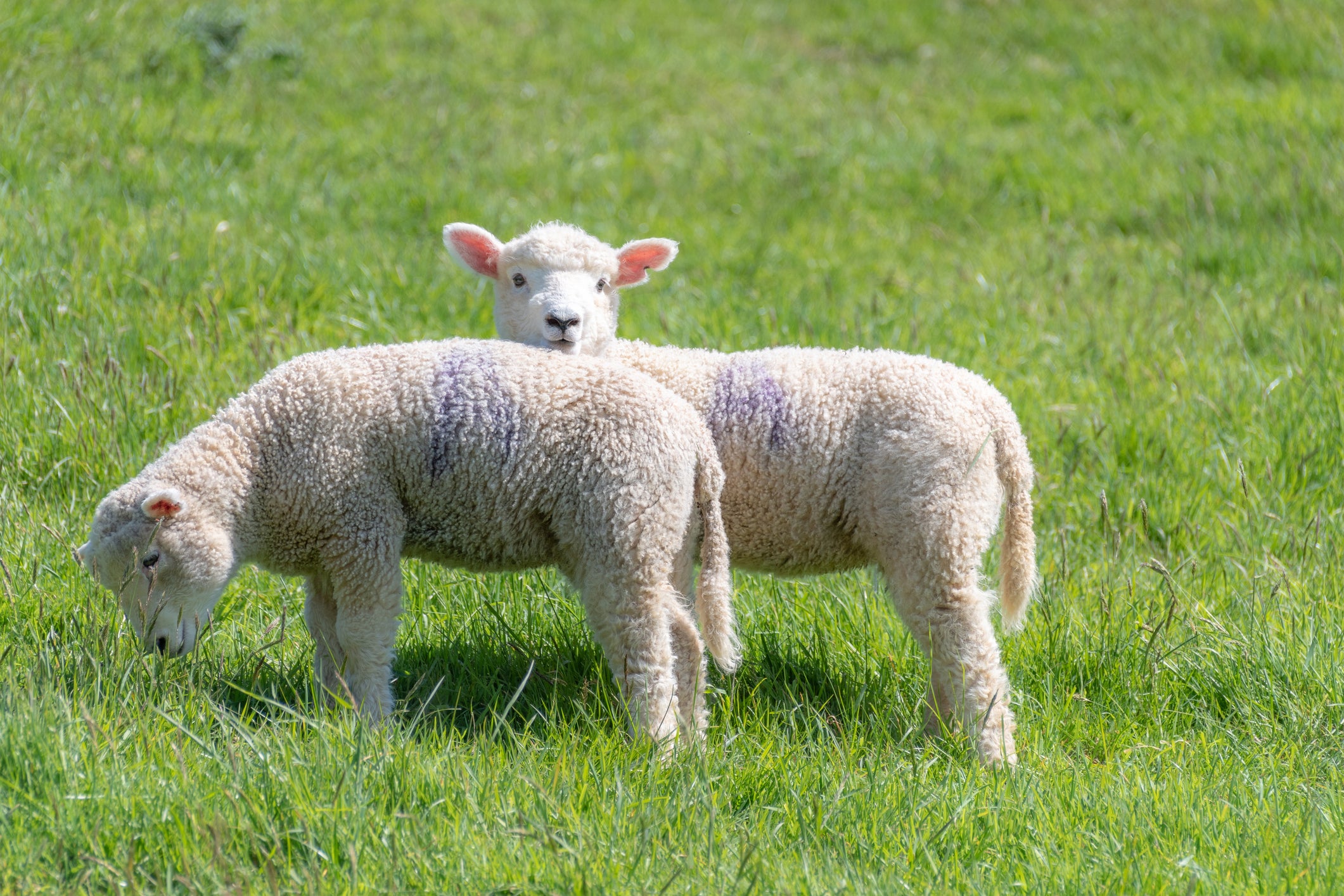 The lamb was taken from a farm in Dorset