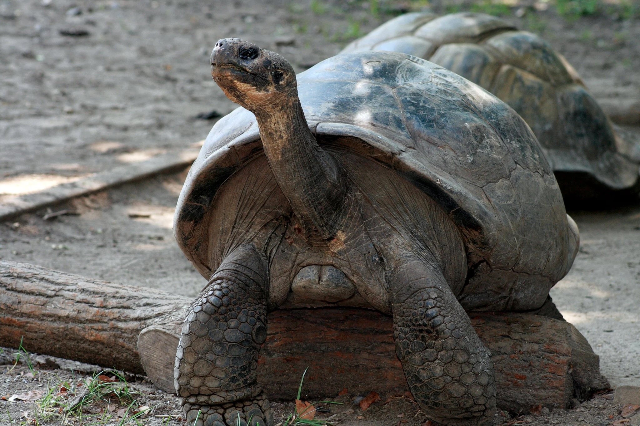 Mommy, the Western Santa Cruz Galapagos tortoise, arrived at Philadelphia Zoo in 1932. She is the zoo’s oldest resident